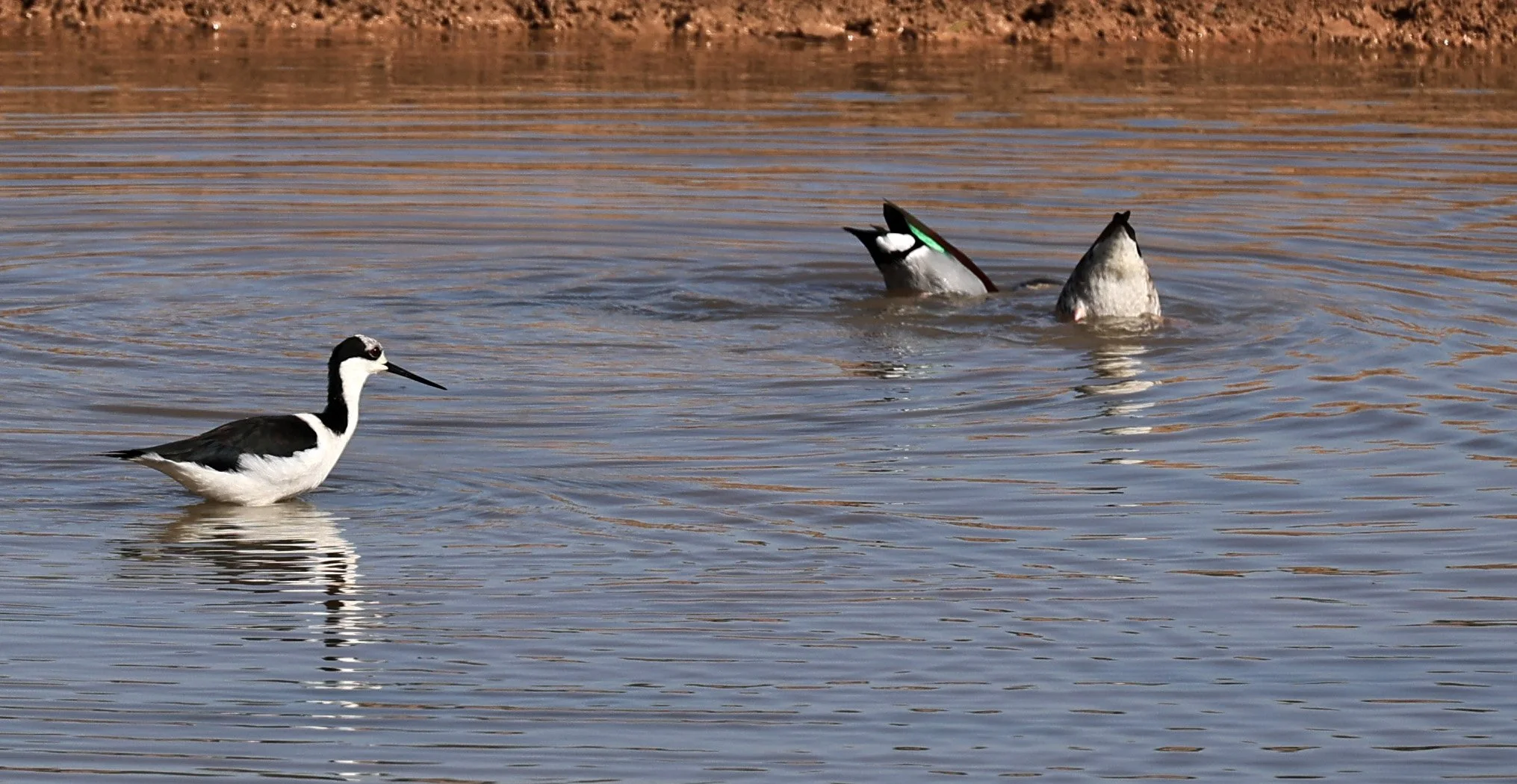 Black-necked Stilt (Himantopus mexicanus) Hotel Iparoma Campestre Paraguay (7).jpg