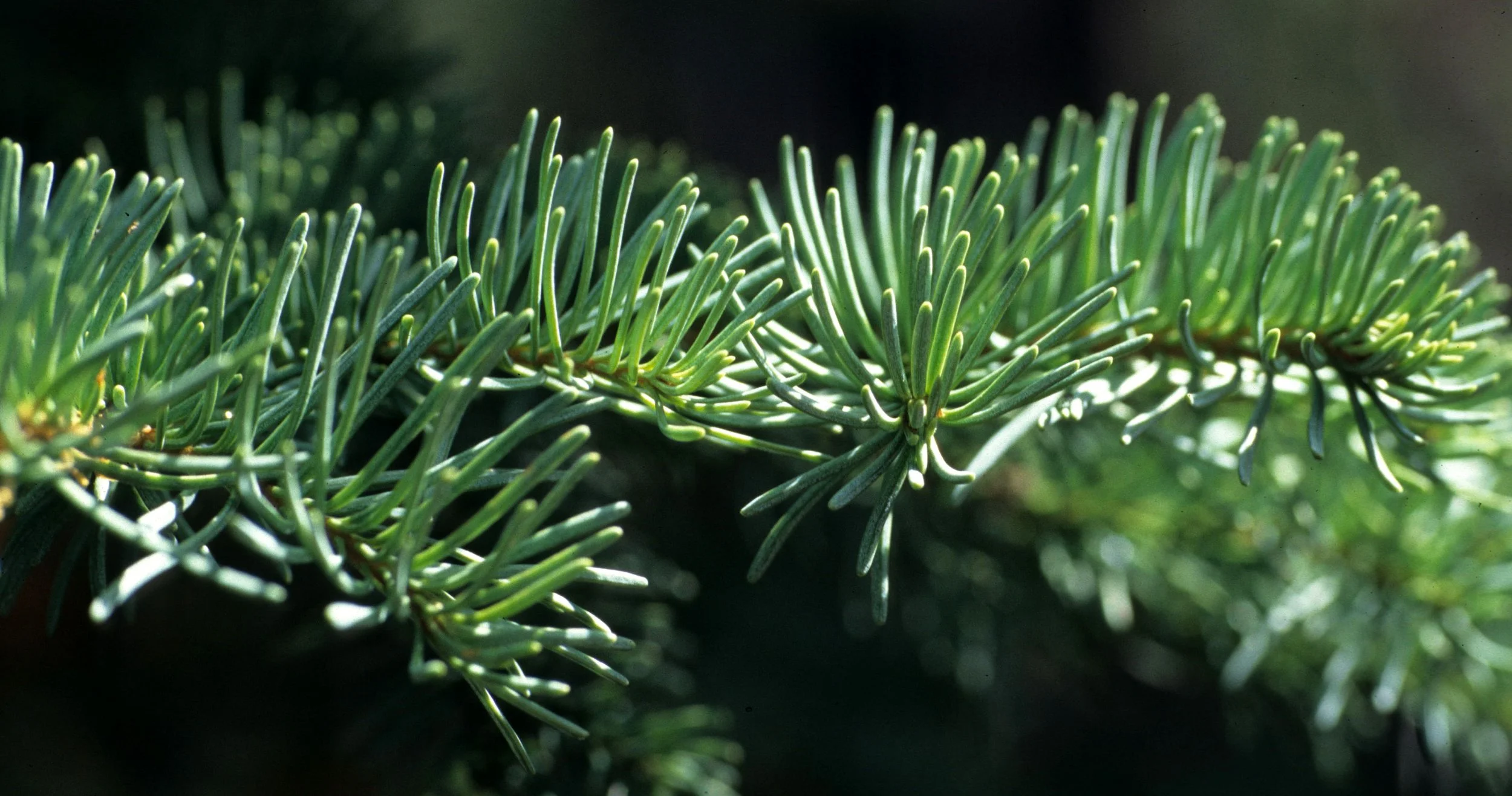MONTANA - ABIES SPECIES.jpg