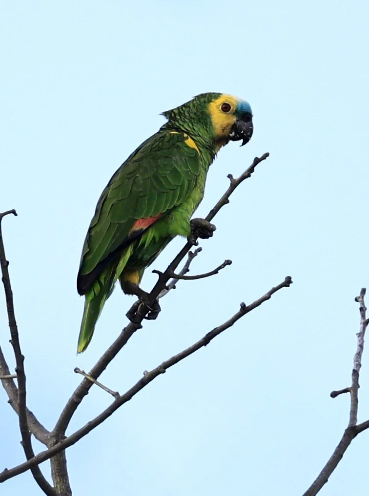 Blue-fronted Amazon (Amazona aestiva) Aurora Chaquena Reserve, Neuland Mennonite Colony Paraguay (6).jpg