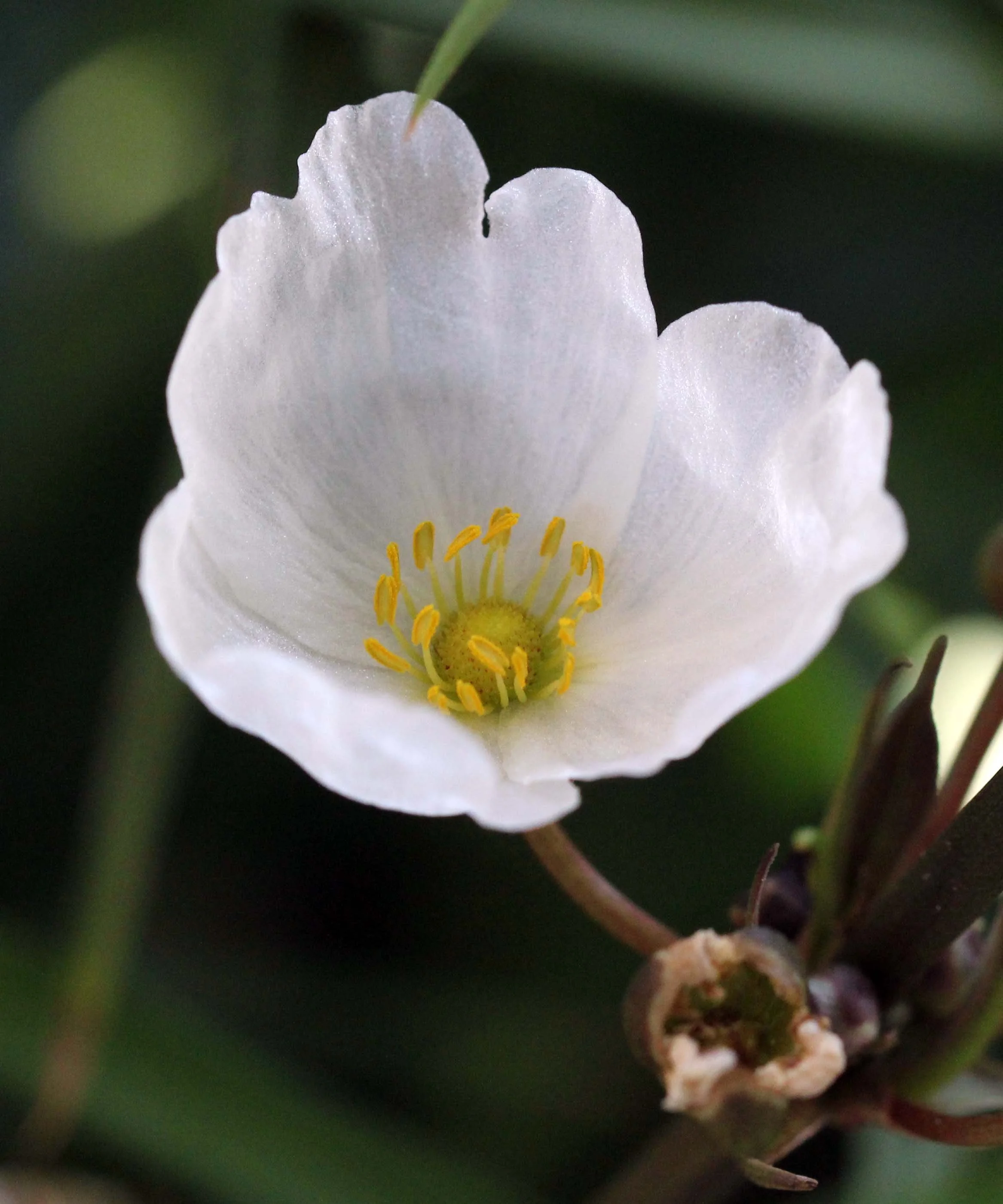 2013 Nonthaburi Setthasiri House and Nonthaburi Neighborhood (212).JPG