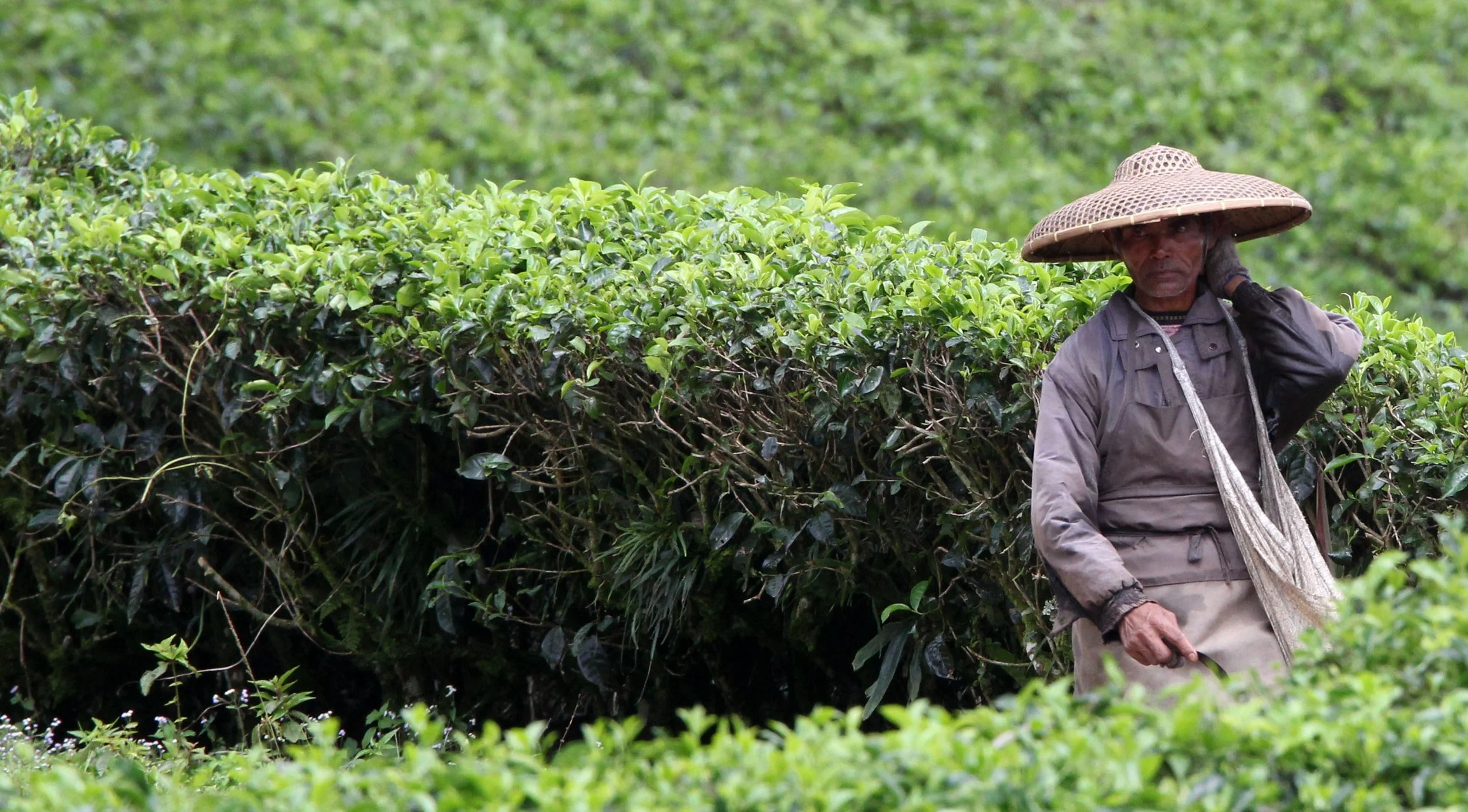 HALIMUN NATIONAL PARK JAVA BARAT INDONESIA (50).JPG