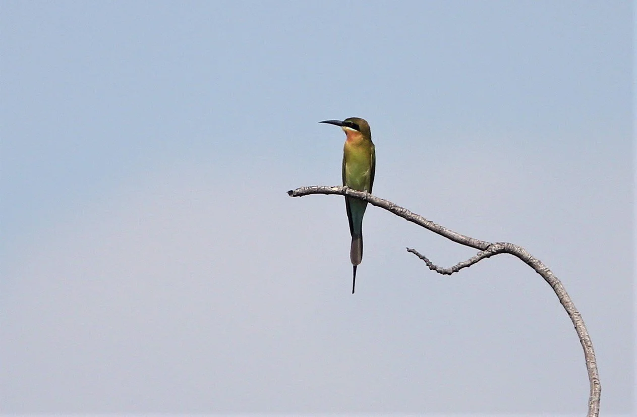 BEE EATER - BLUE-TAILED BEE-EATER - Merops philippinus - ROT FAI PARK BKK (6).jpg