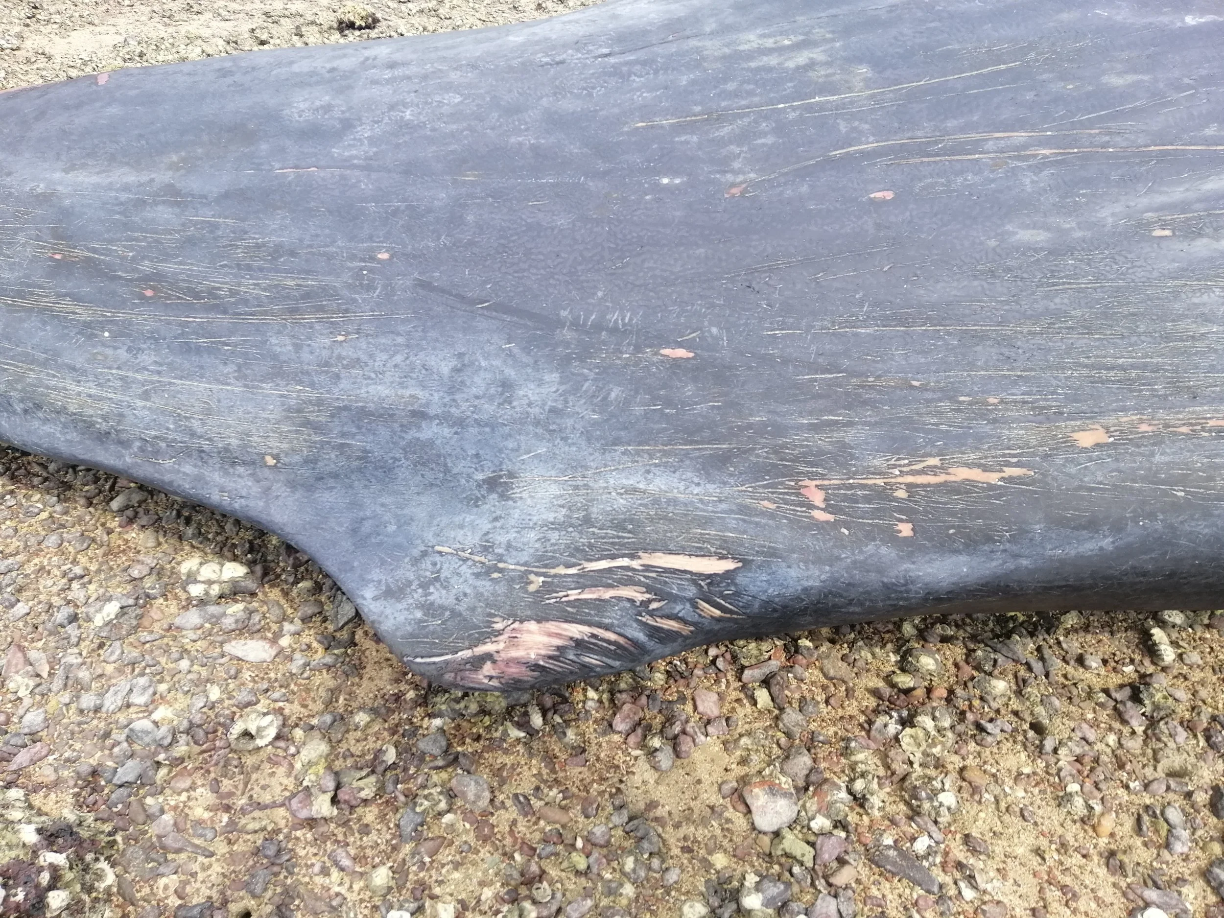 2019 Koh Lanta Dead Sperm Whale Summer Trip (13).jpg