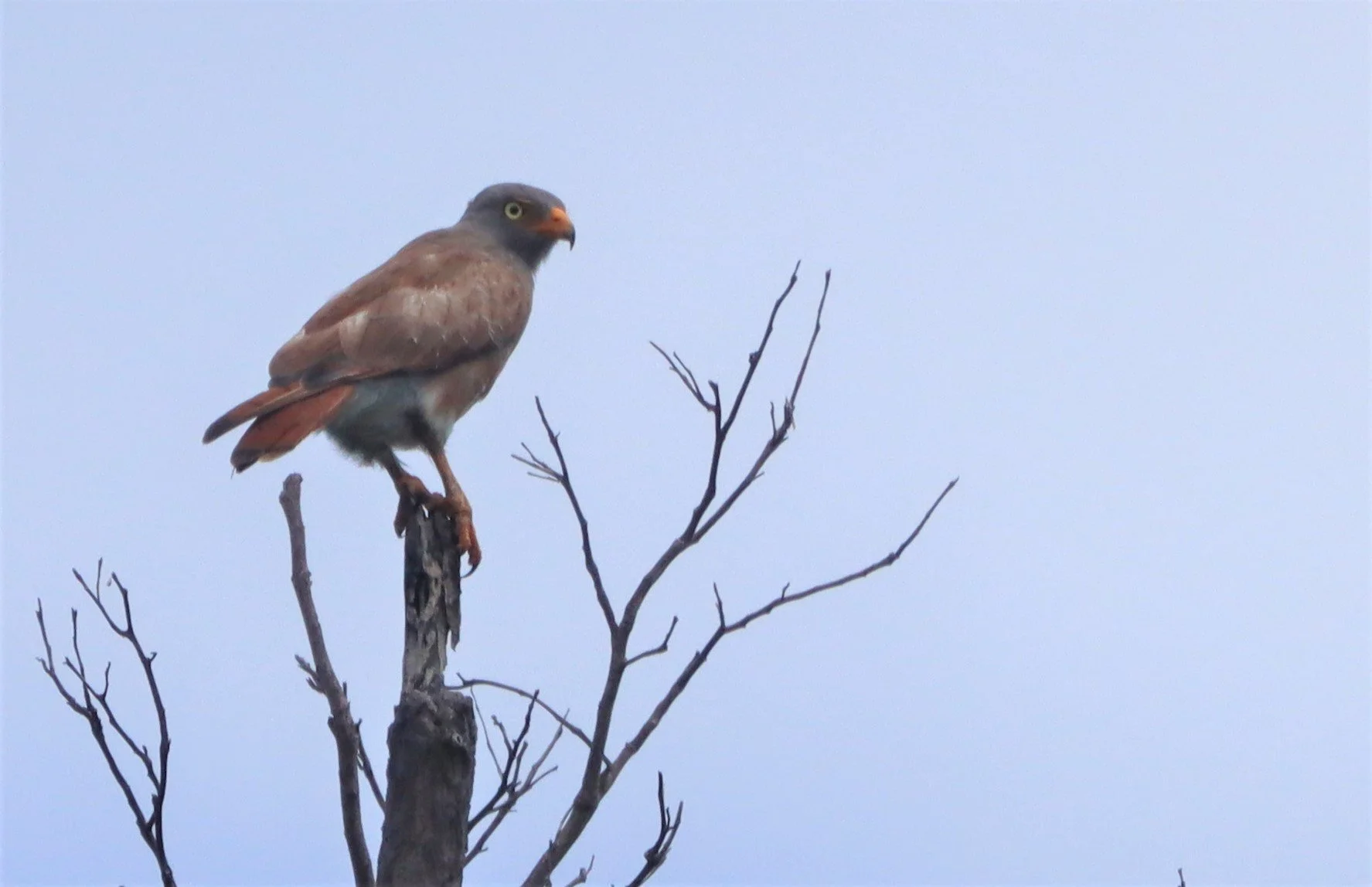 BUZZARD - RUFOUS-WINGED BUZZARD - Butastur liventer - SAKAERAT ENVIRONMENTAL RESEARCH STATION KORAT (12).jpg