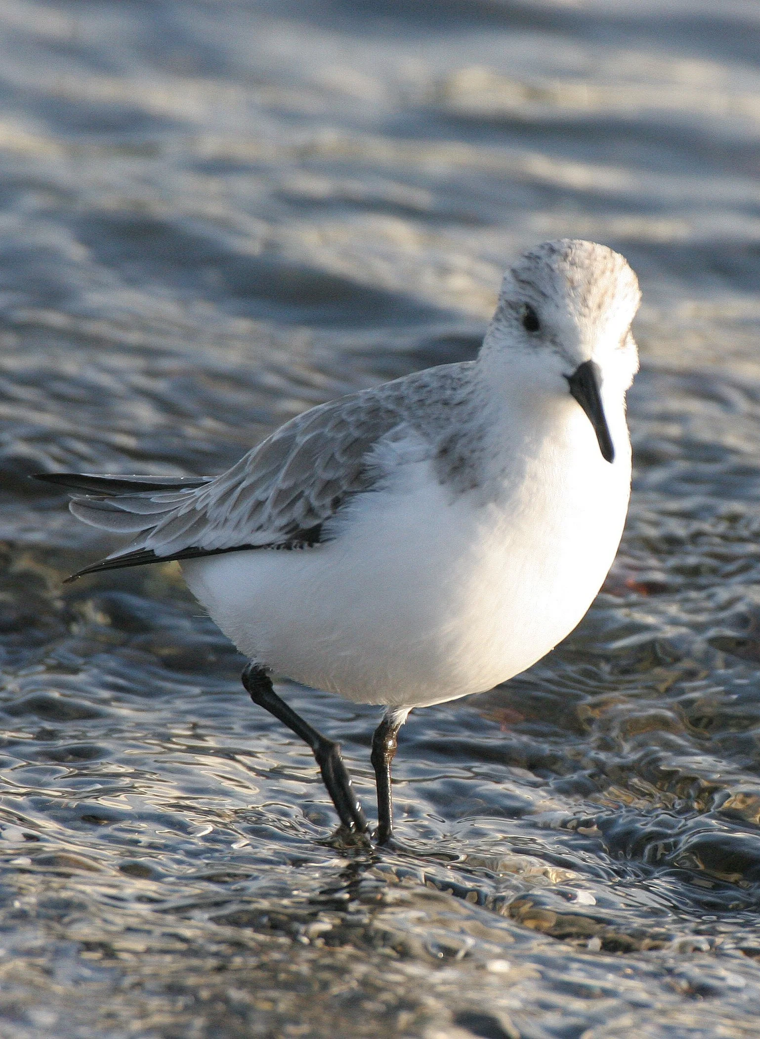 BIRD - SANDERLINGS - EDIZ HOOK PA HARBOR (13).jpg
