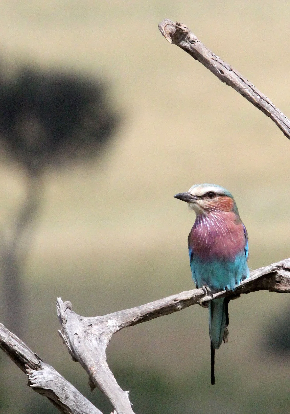 Lilac-breasted Roller (Coracias caudatus) Masai Mara NP Kenya (3).JPG
