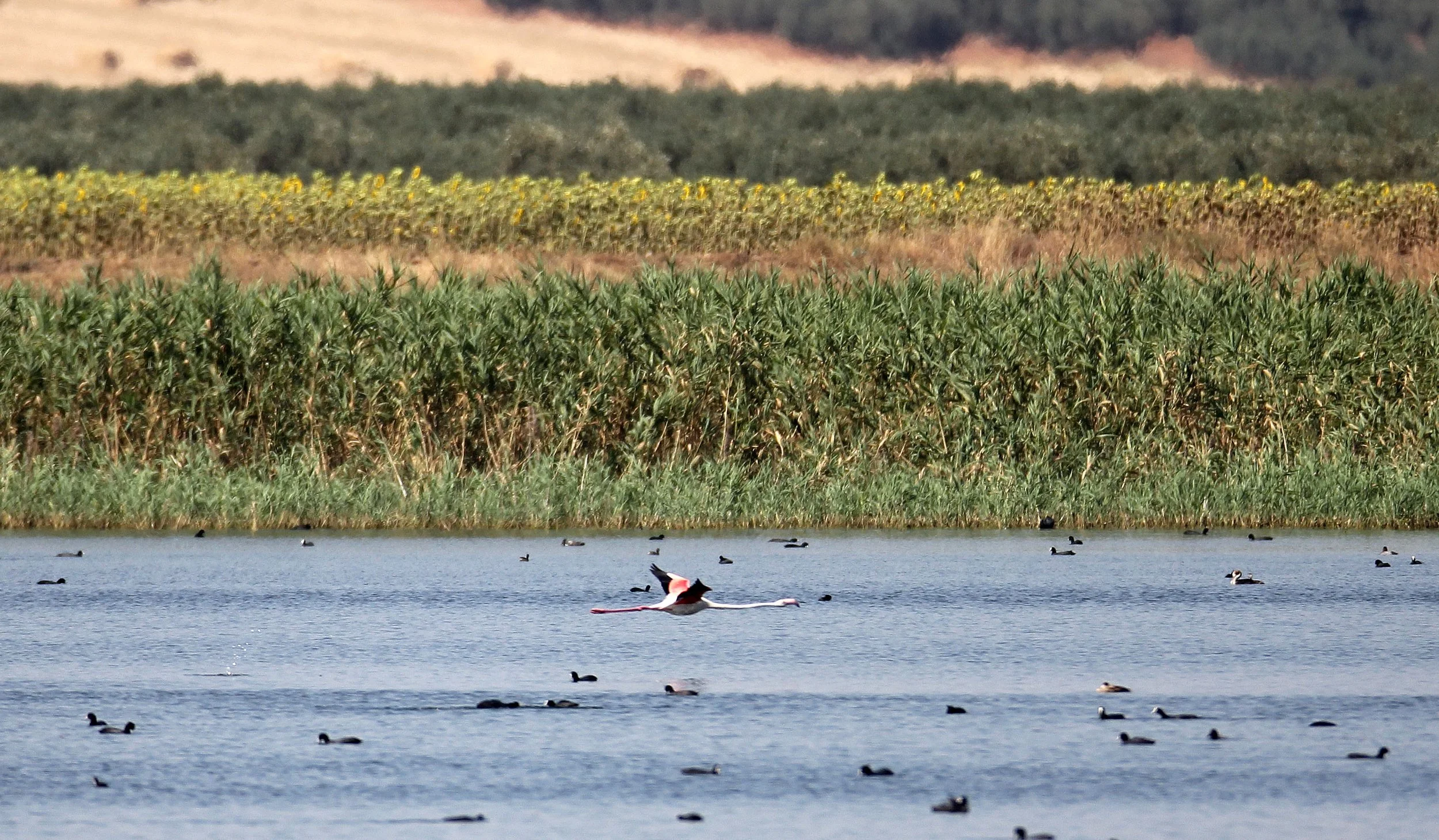 Phoenicopterus roseus - Greater Flamingo - Laguna Dulce Spain (2).JPG