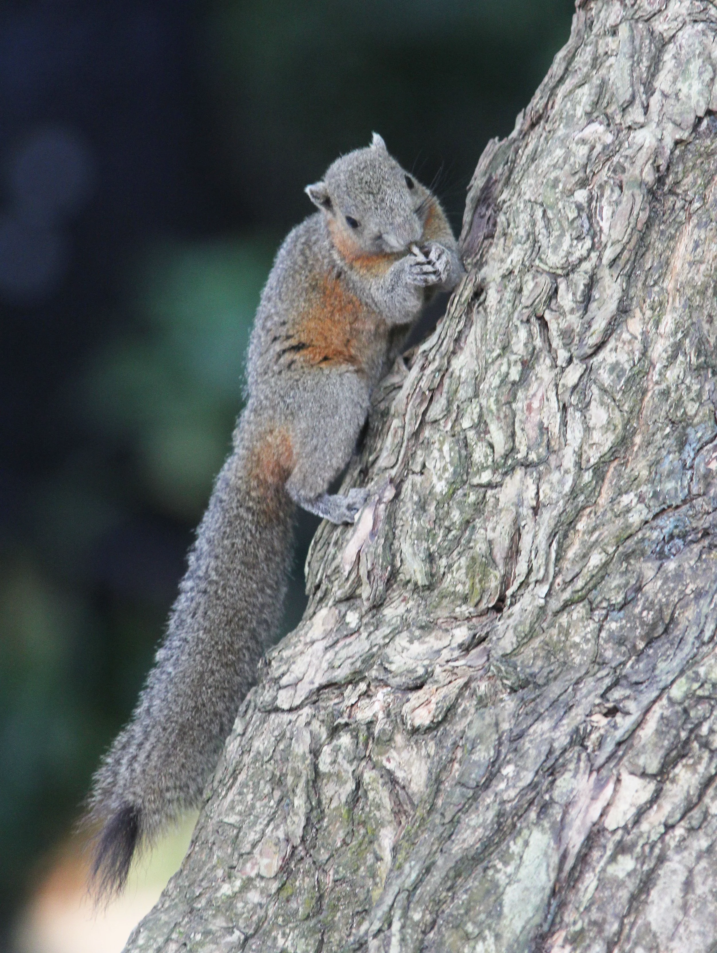 Callosciurus caniceps - ISLAND GREY-BELLIED SQUIRREL -SIMILAN ISLANDS FEB 8-13, 2015 THAILAND (333).JPG