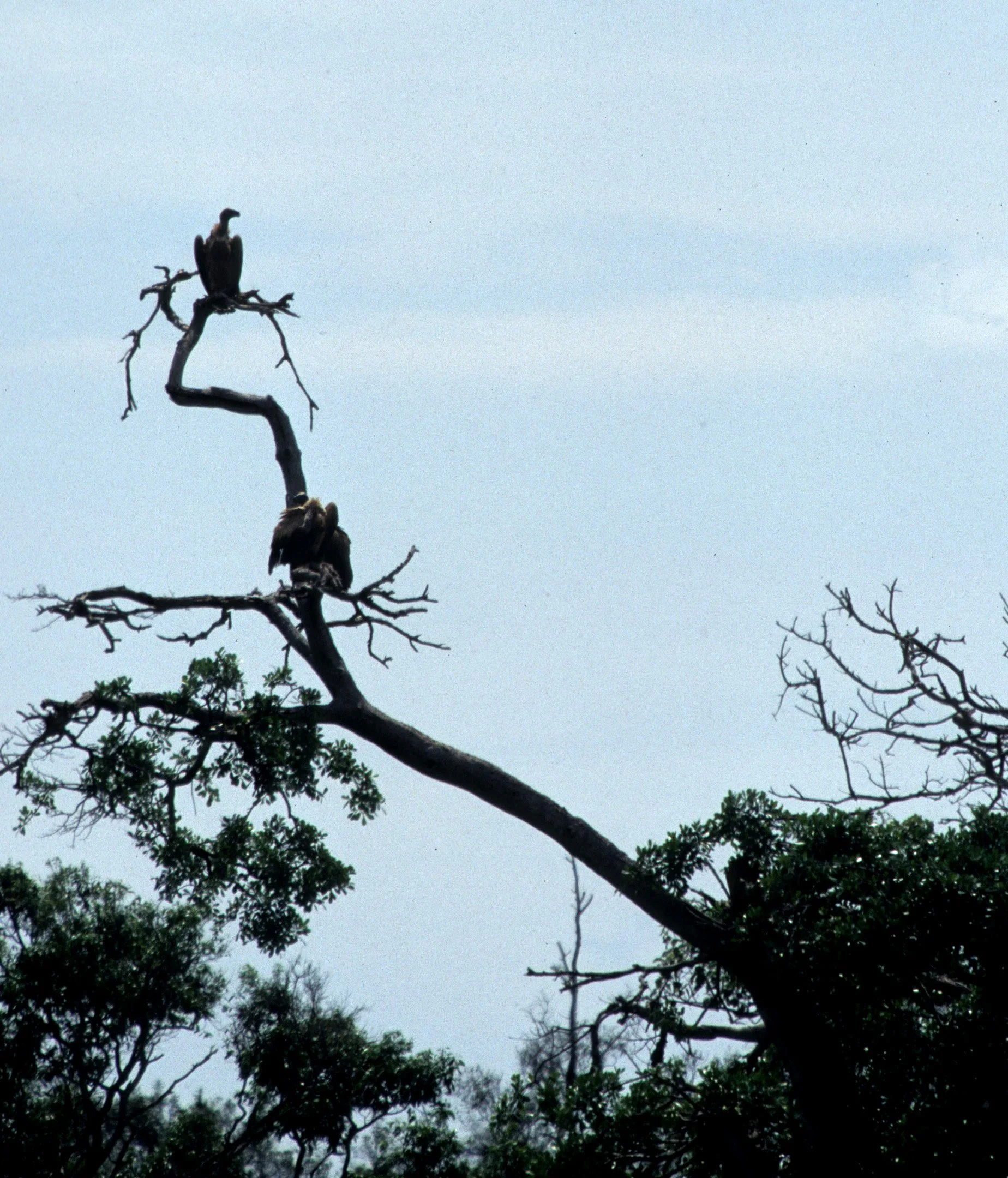 BIRDS - VULTURE - VARIOUS SPECIES  SERENGETI B.jpg