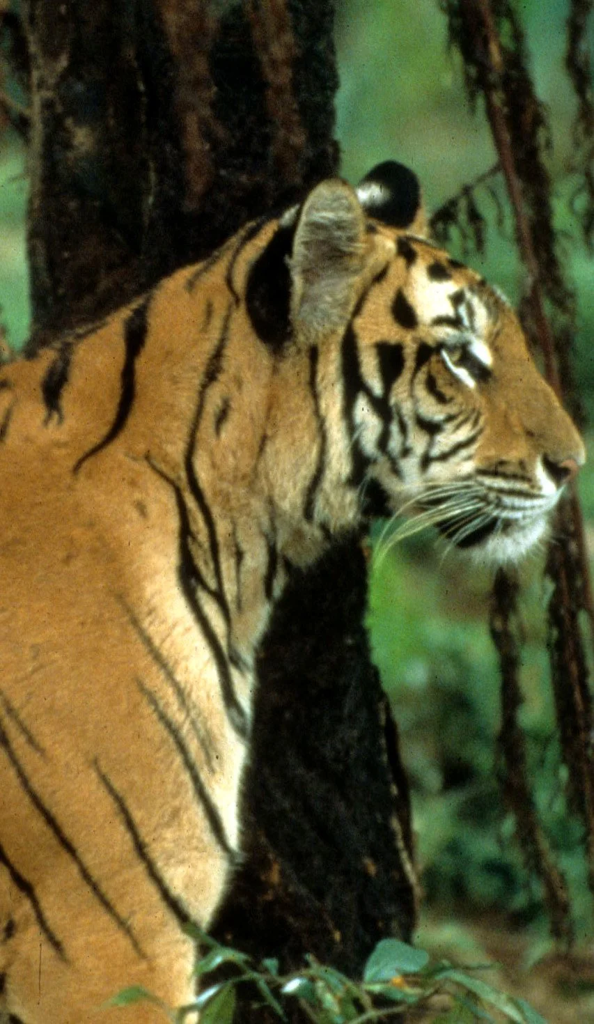 TIGER D1.jpg