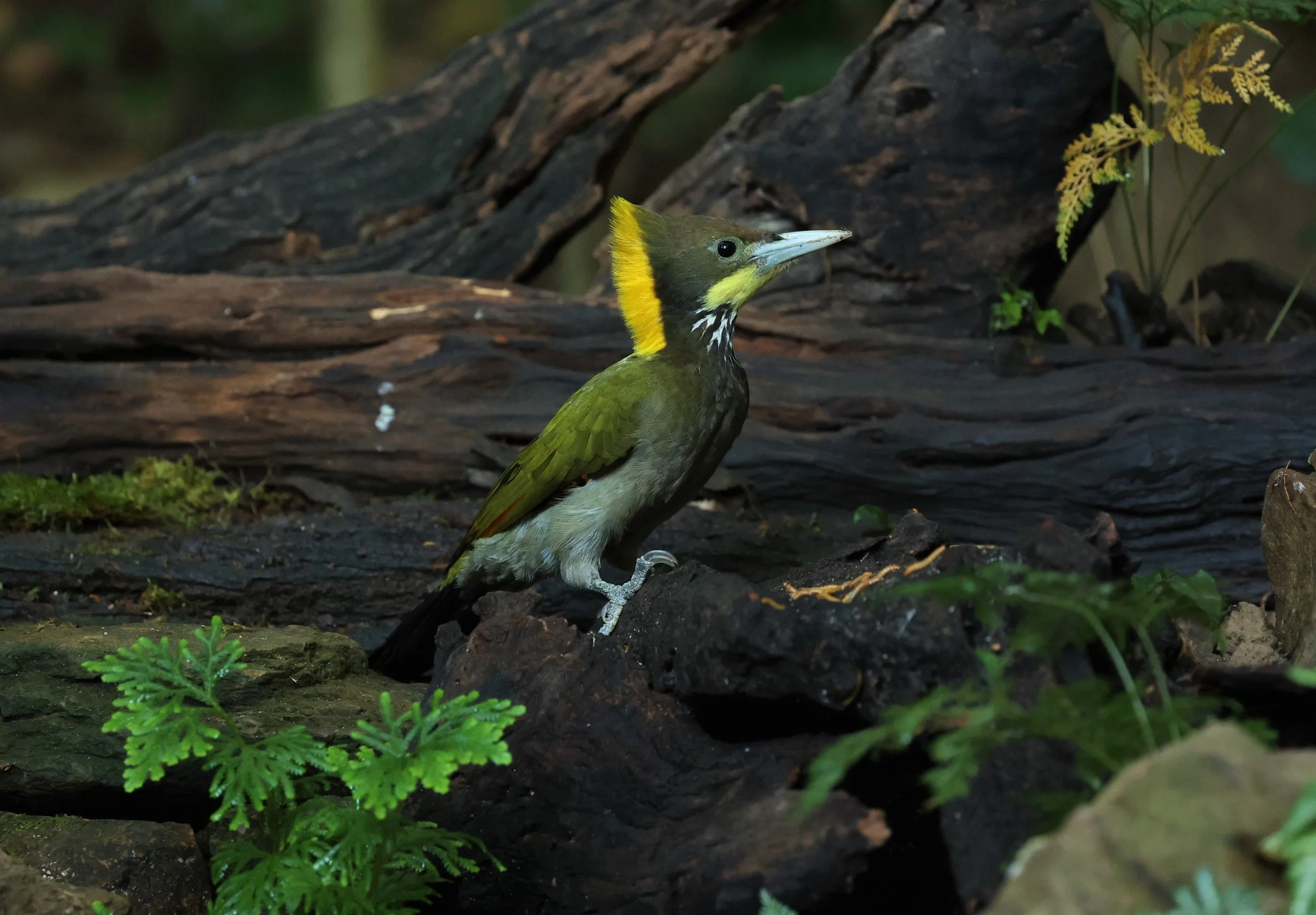 WOODPECKER - GREATER YELLOWNAPE - Chrysophlegma flavinucha - PETCHABURI PROVINCE - NUY HIDE NEAR KAENG KRACHAN JAN 2022 (29).JPG