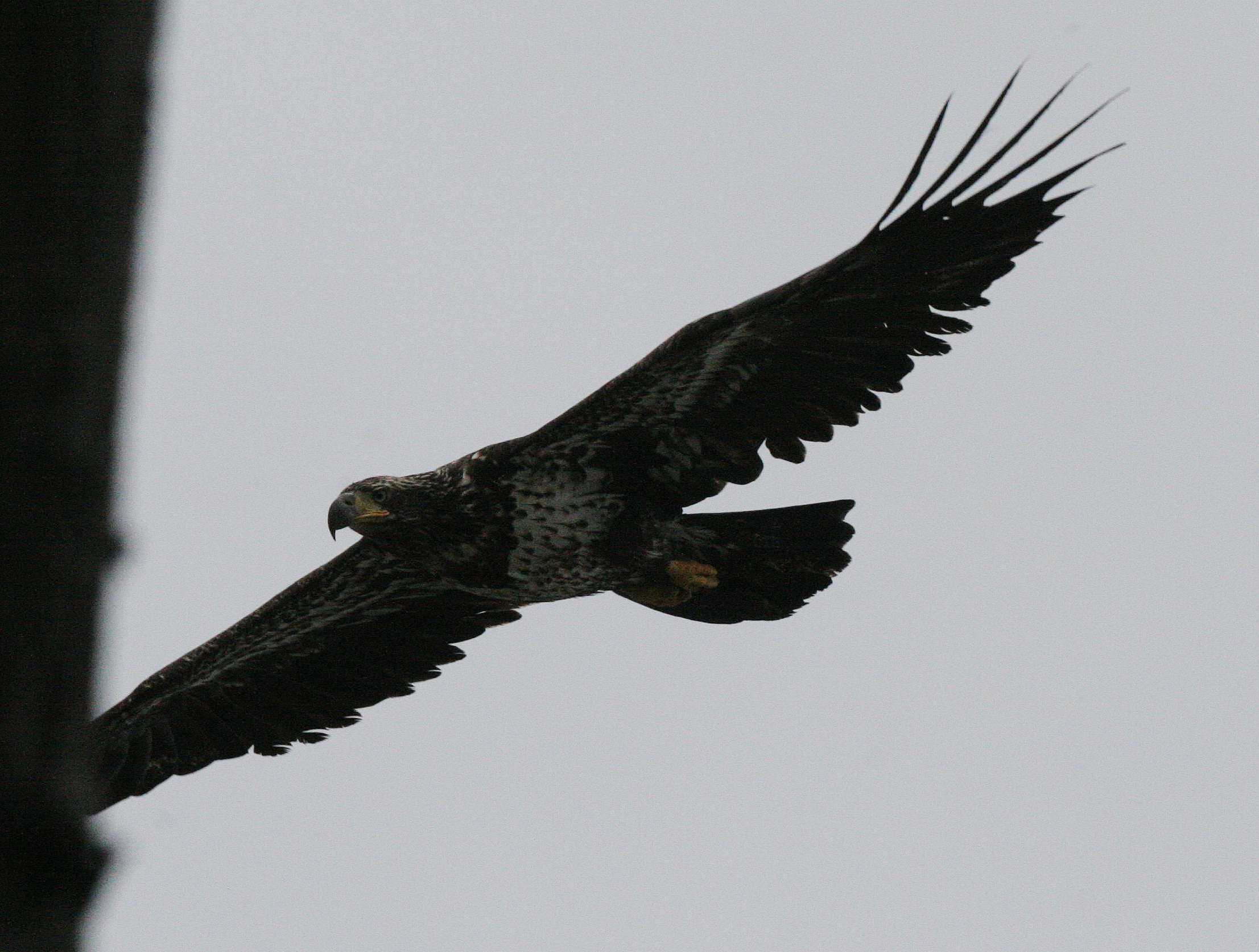 BIRD - EAGLE - BALD EAGLE - LAKE FARM BLUFFS WASHINGTON (163).JPG