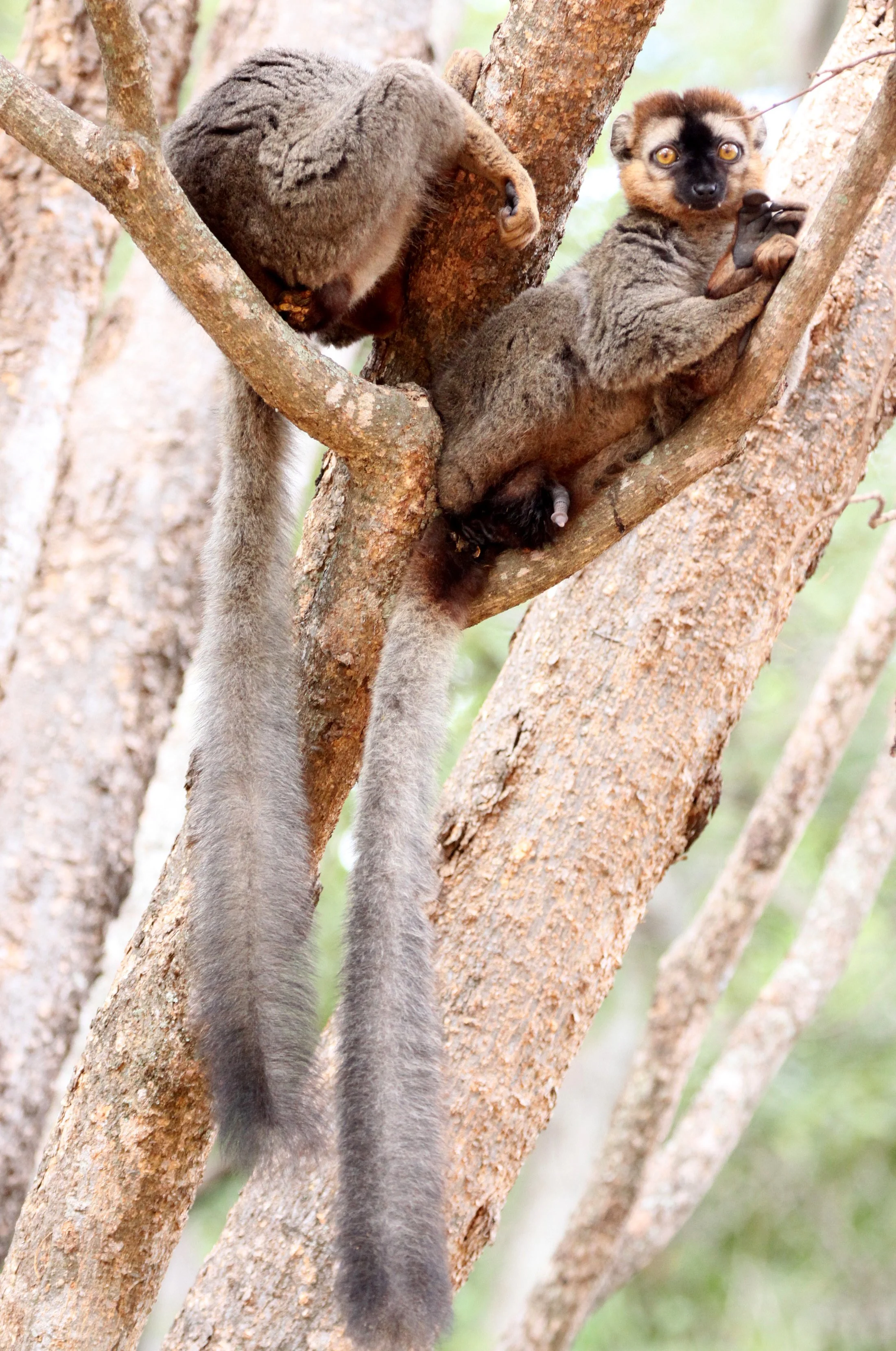 LEMURIDAE - Eulemur collaris - RED-COLLARED BROWN LEMUR - BERENTY RESERVE MADAGASCAR (13).JPG