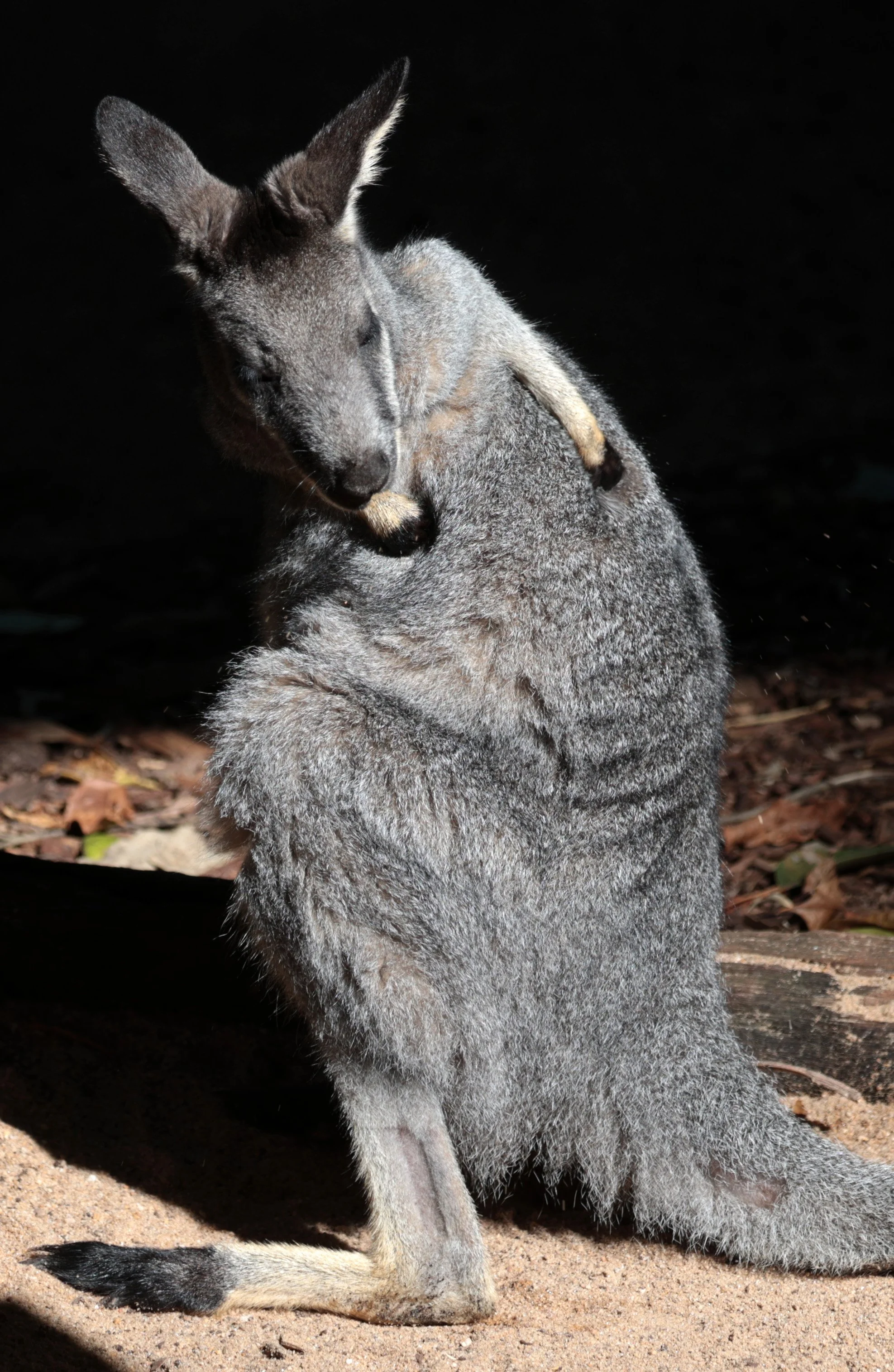 Western Brush Wallaby (Notamacropus irma) Western Australia 