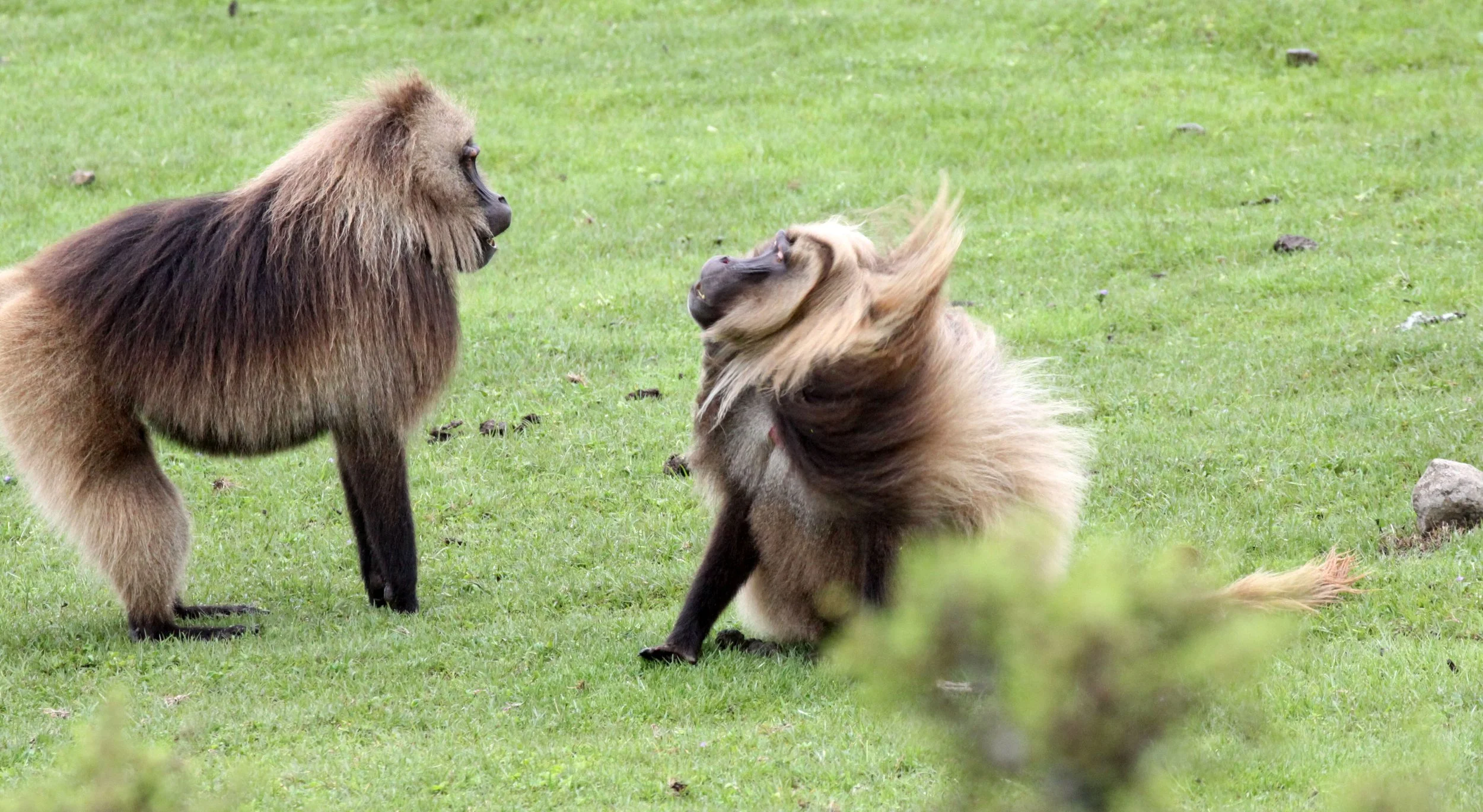 CERCOPITHECIDAE - Theropithecus gelada - GELADA - SIMIEN MOUNTAINS NATIONAL PARK ETHIOPIA (1415).JPG