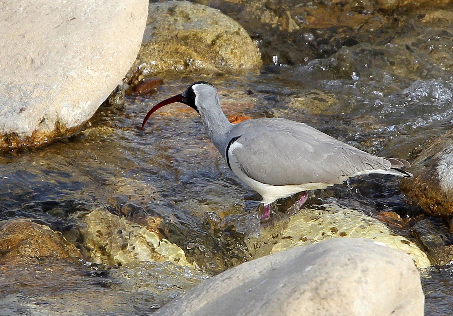BIRD - IBISBILL - FOPING CITY, SHAANXI CHINA (36).JPG