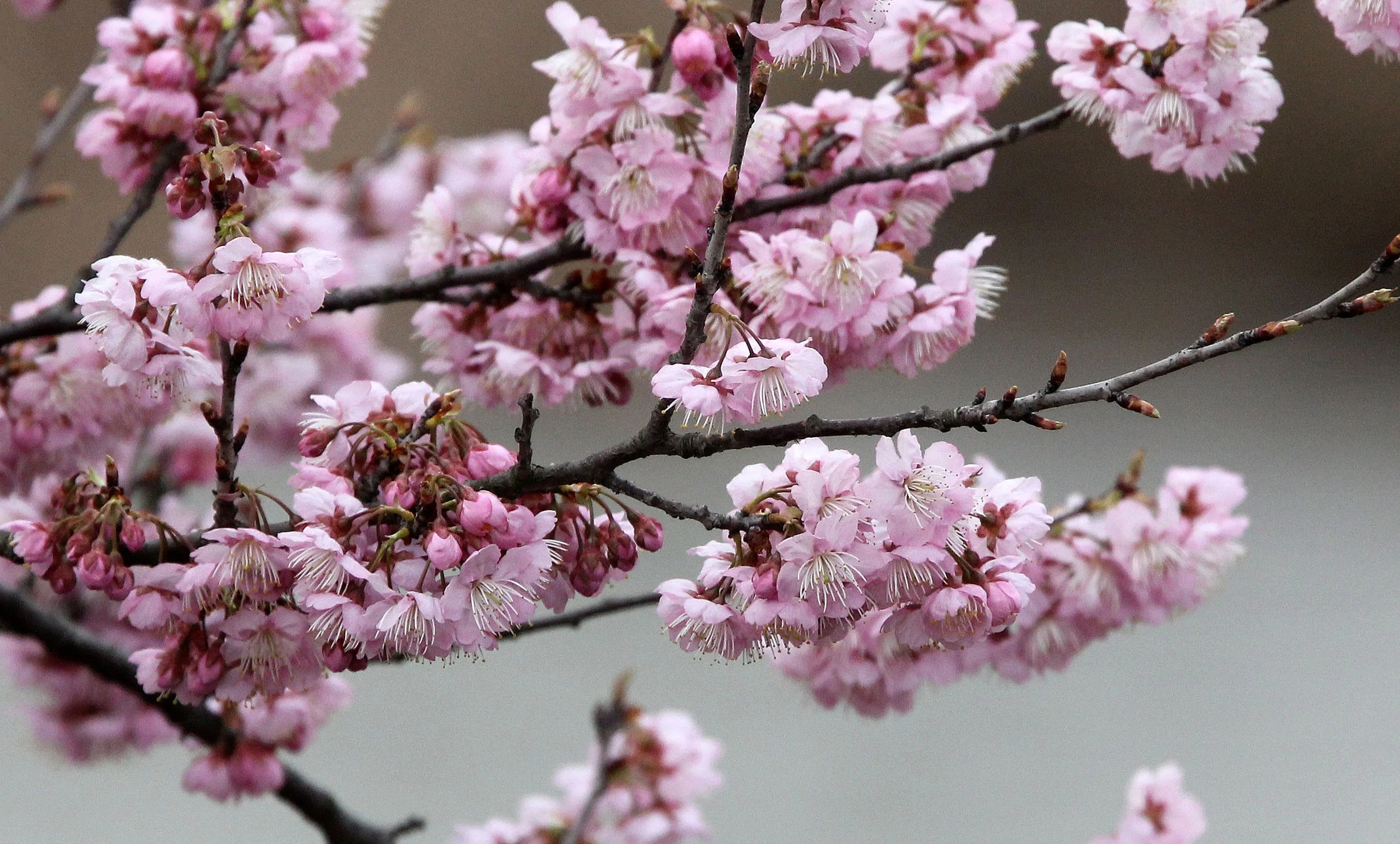 HUAXIA FOREST PARK SHANGHAI (2).JPG