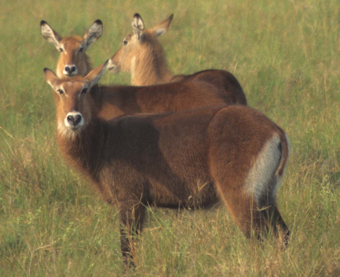 BOVID - WATERBUCK - DEFASSA - UGANDA (25).jpg