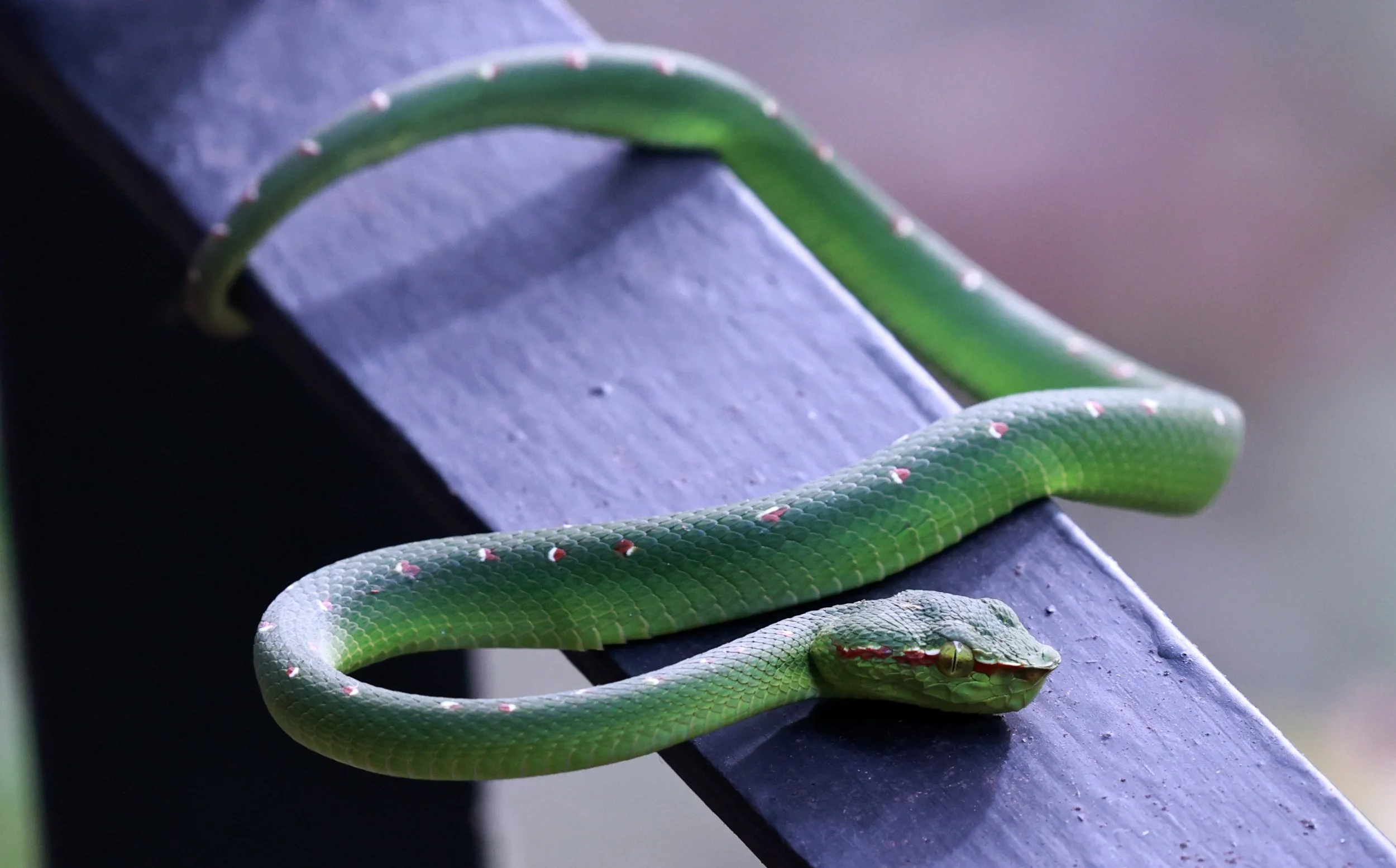 Wagler's Pit Viper (Tropidolaemus wagleri) Bukit Lawang Gunung Leuser NP Sumatra Indonesia (10).jpg