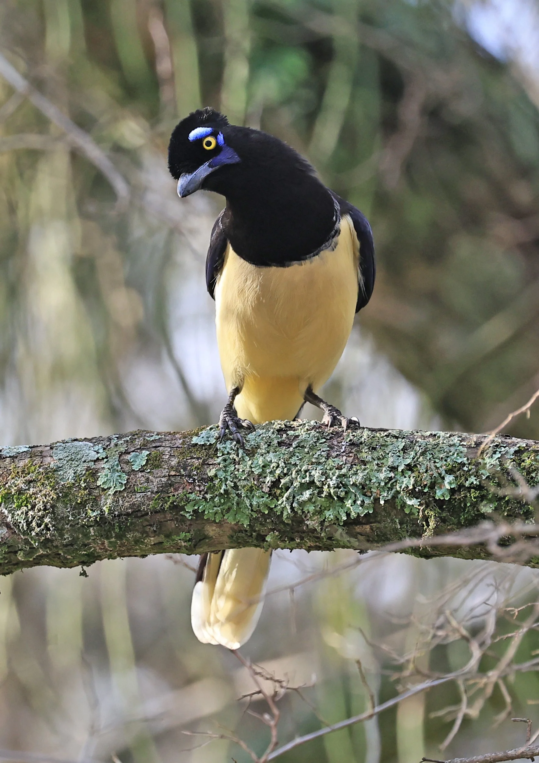 Plush-crested Jay (Cyanocorax chrysops) El Palmar National Park, Entre Rios, Argentina (43).jpg