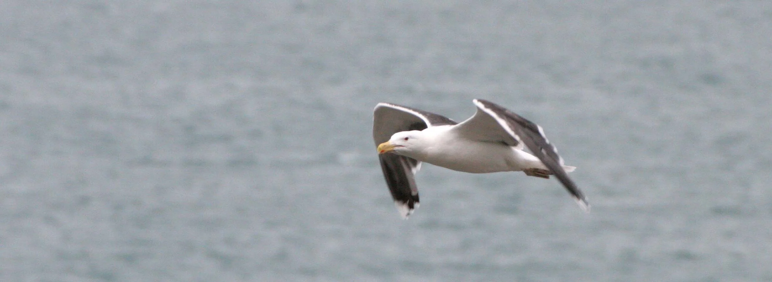 BIRD - GULL - HERRING - NEAR TROMSO.jpg