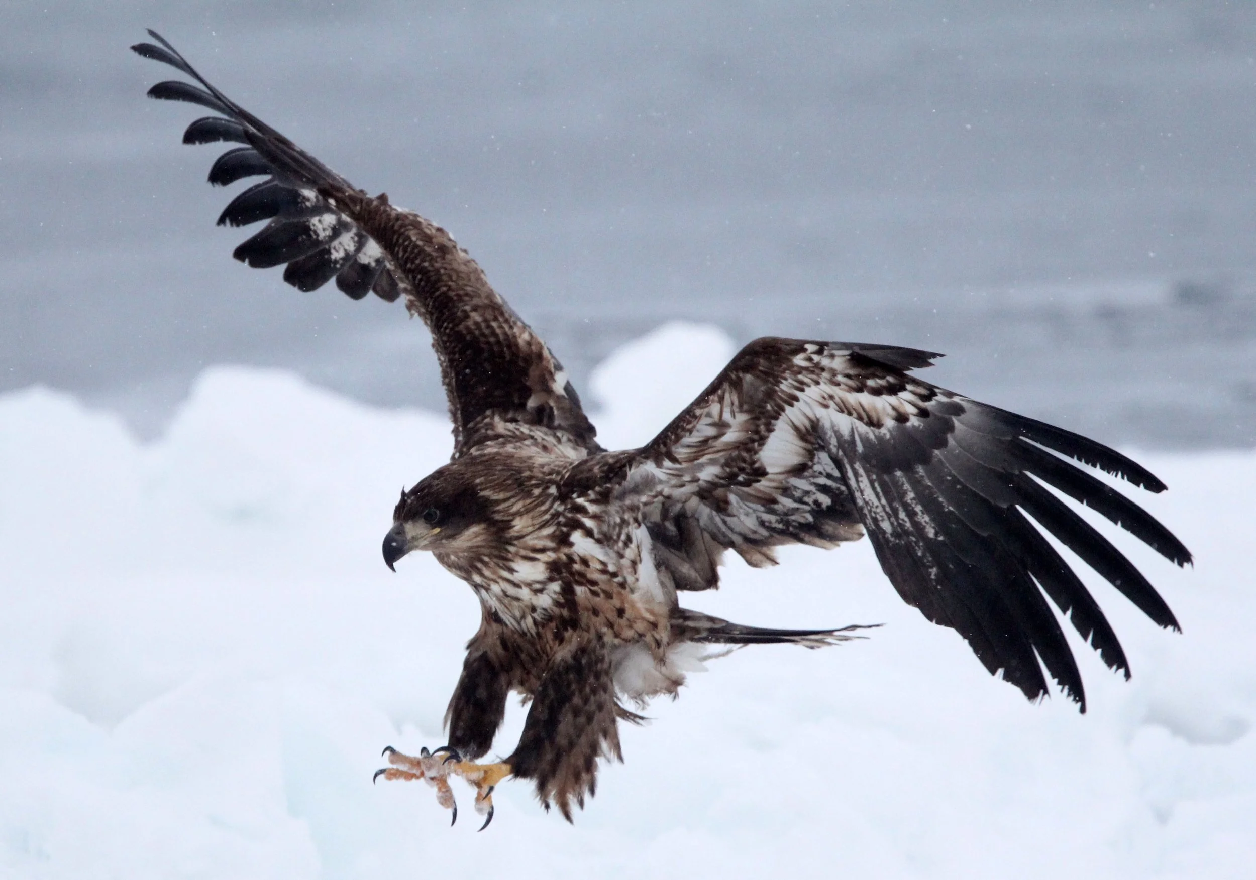 BIRD - EAGLE - WHITE-TAILED EAGLE - RAUSU, SHIRETOKO PENINSULA & NATIONAL PARK - HOKKAIDO JAPAN (46).JPG