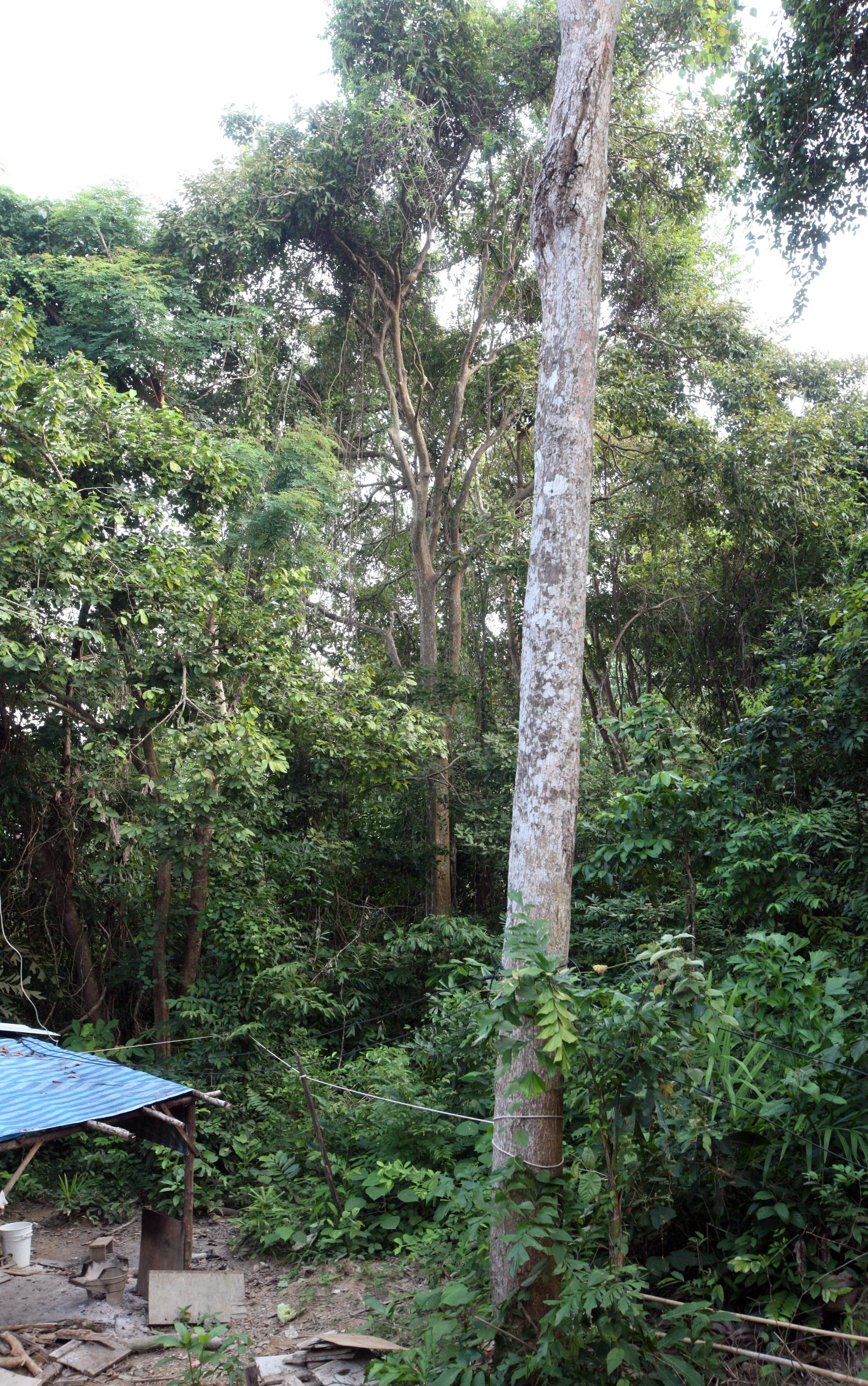 2015 Koh Lanta Build and Fun (55).JPG