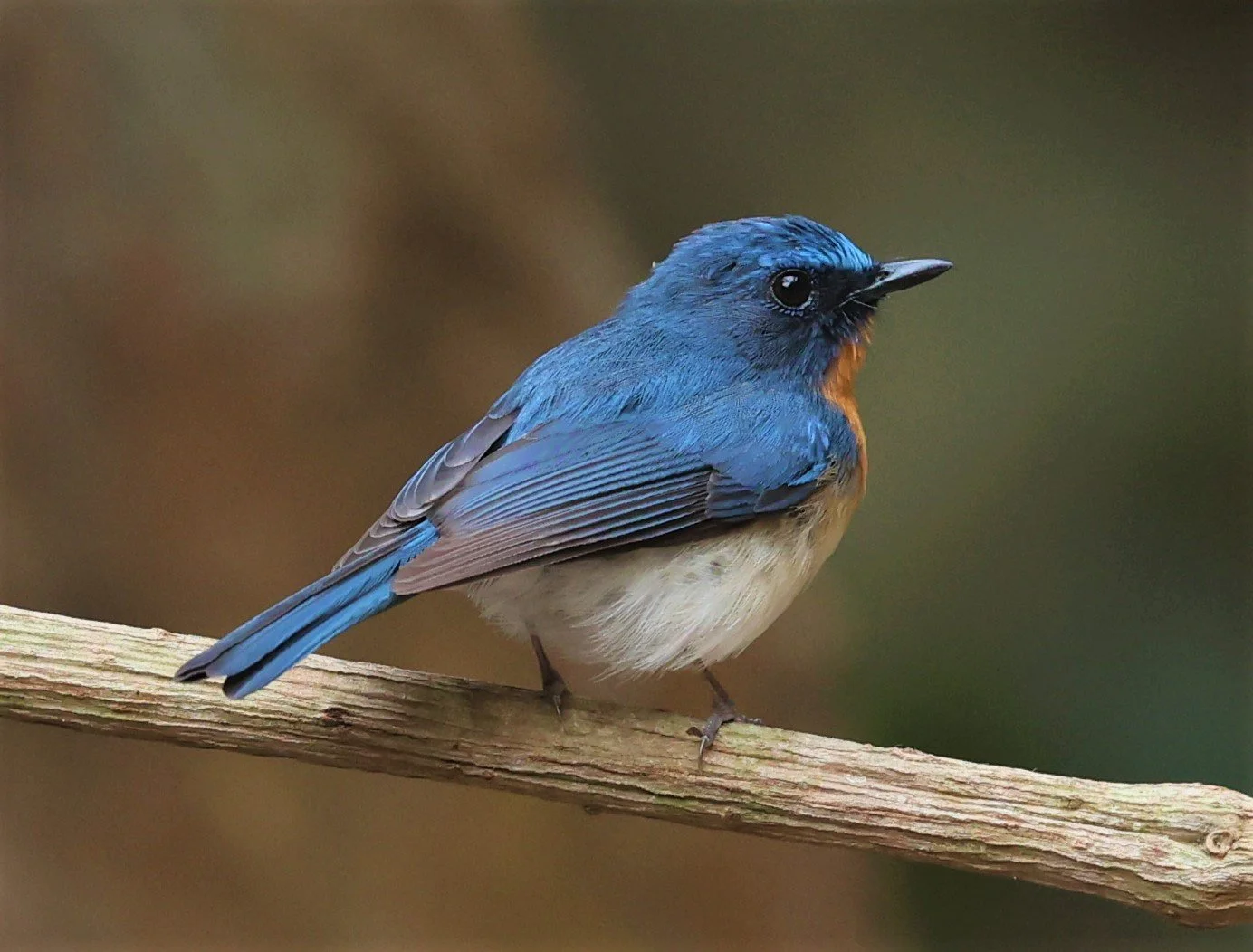 FLYCATCHER - INDOCHINESE BLUE-FLYCATCHER - Cyornis sumatrensis - SRI SATCHANALAI NP MANAO WATERHOLE MAY 1 2022 (96).jpg