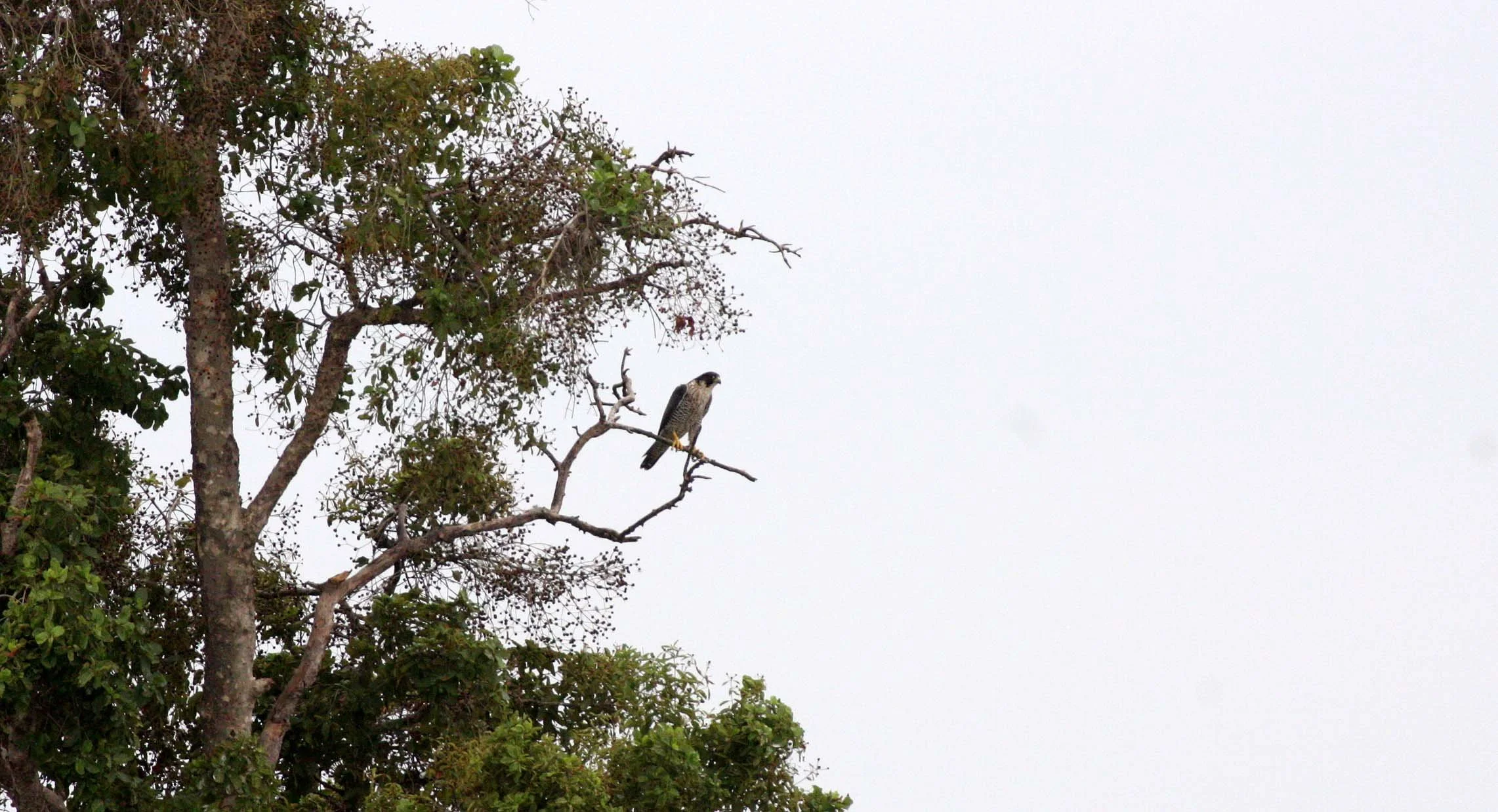 Falco peregrinus peregrinator - INDIAN PEREGRINE FALCON - BUENG BORAPHET THAILAND - CHRISTMAS IN THAILAND TRIP 2008 (17).JPG