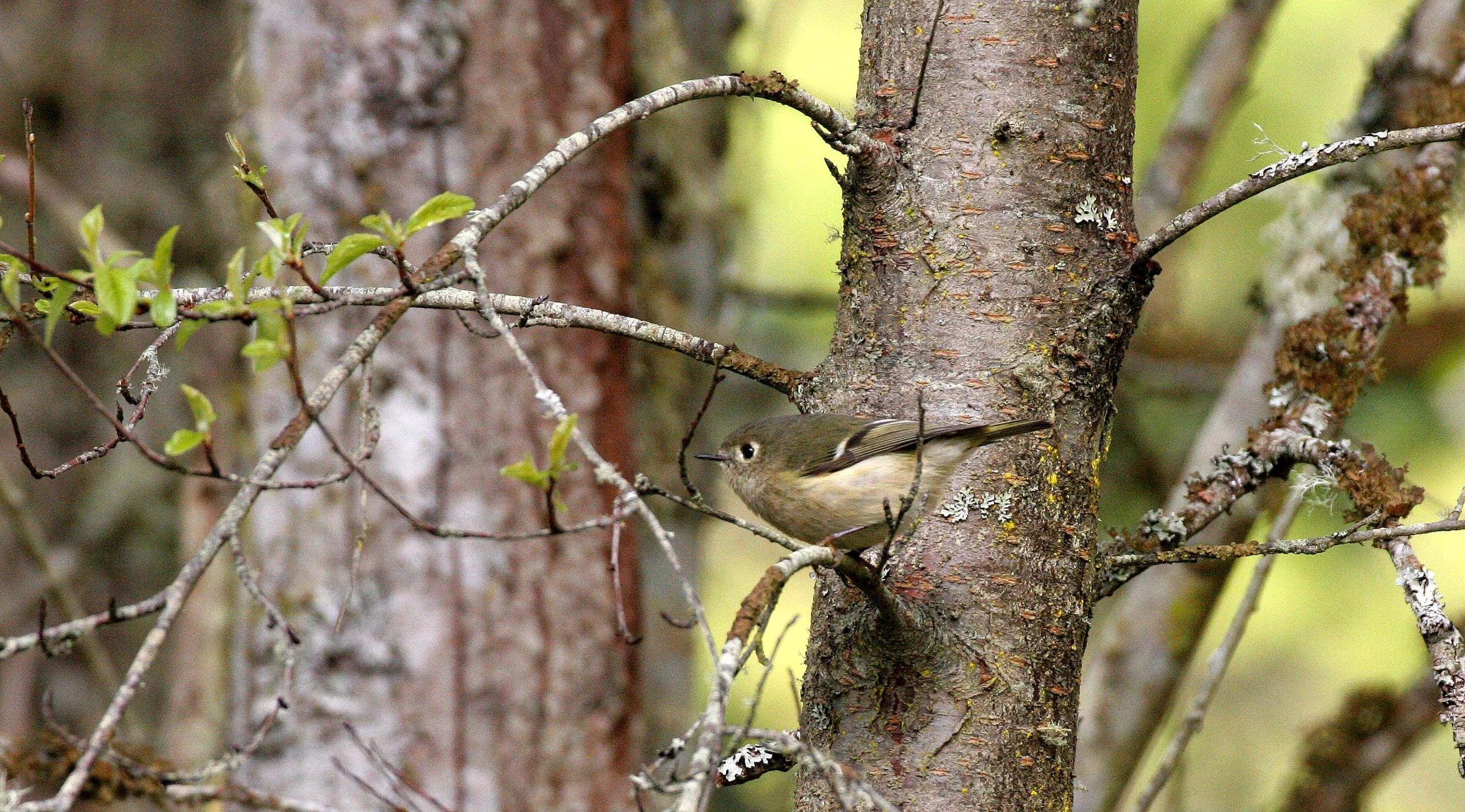 Hutton's Vireo (Vireo huttoni) Lake Farm Olympic Peninsula Washington (11).JPG