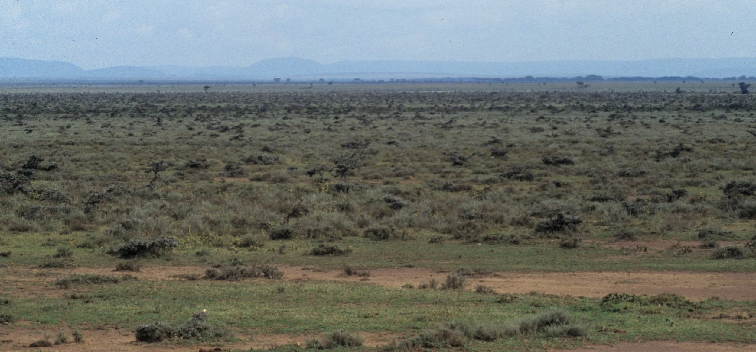 SERENGETI - ACACIA SCRUB A.jpg