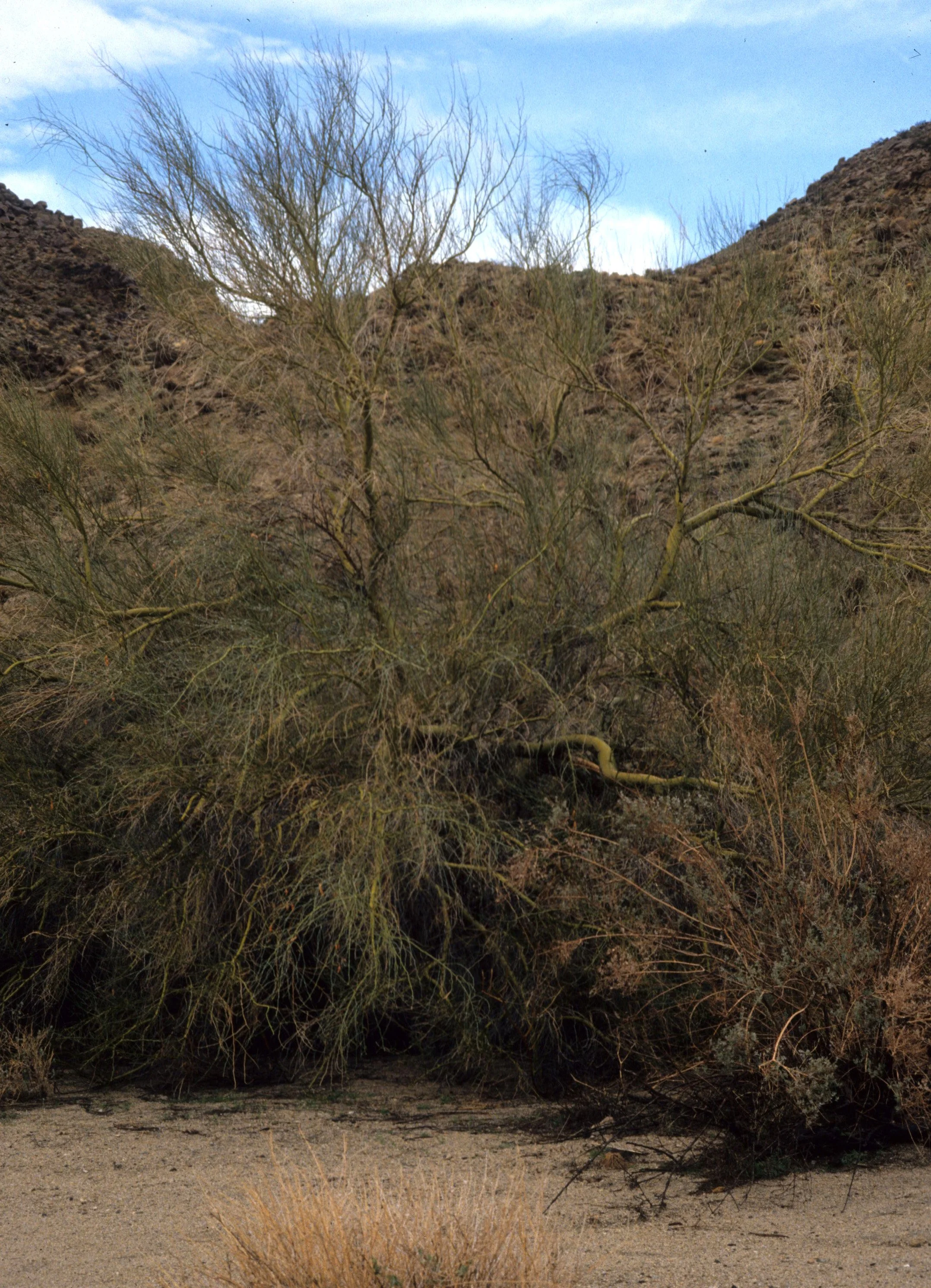 ANZA BORREGO - LEGUMINOSEAE - CERCIDIUM FLORIDUM - BORDER PALO VERDE B.jpg