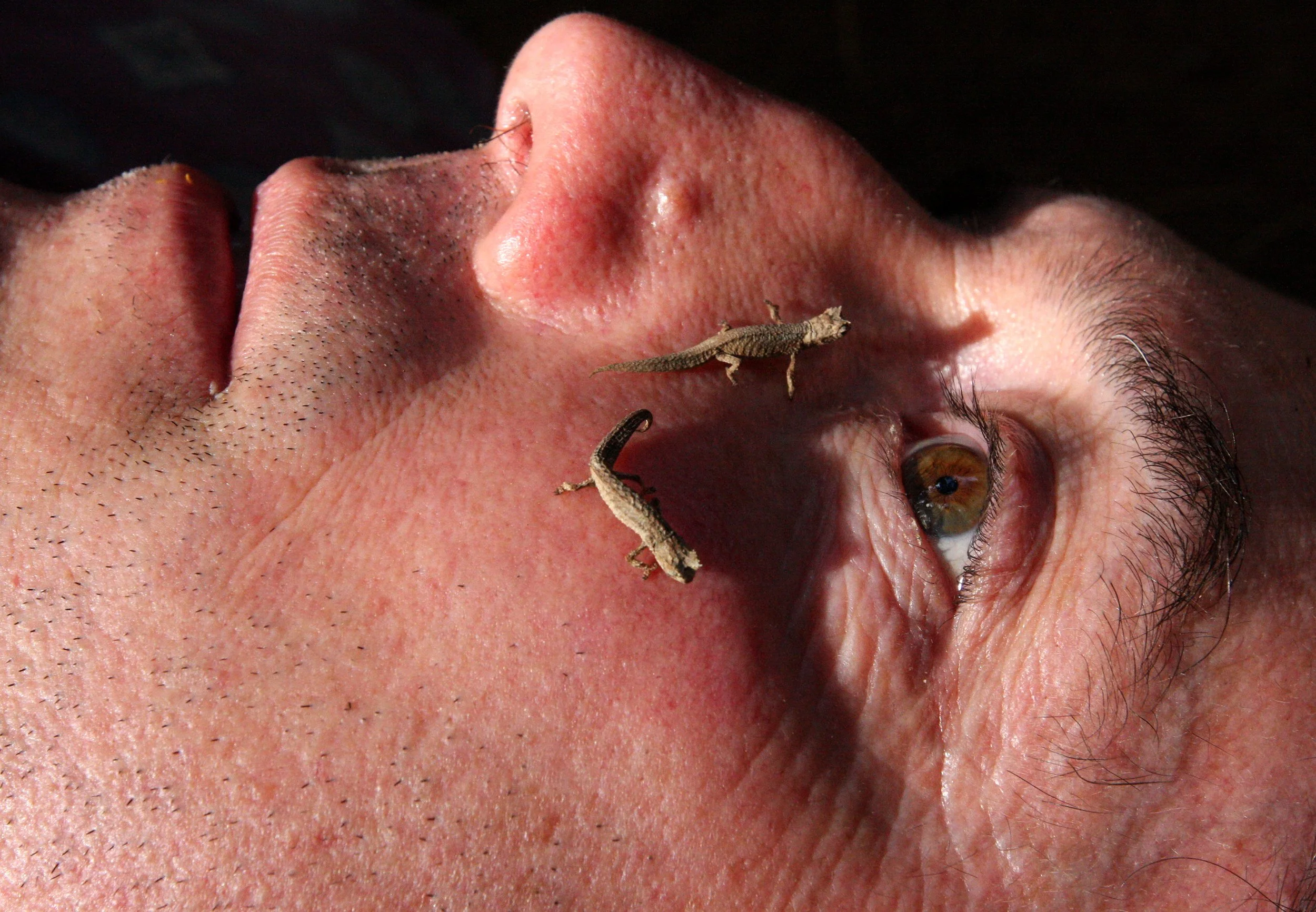 Montagne d'Ambre Leaf Chameleon (Brookesia tuberculata) Northern Madagascar