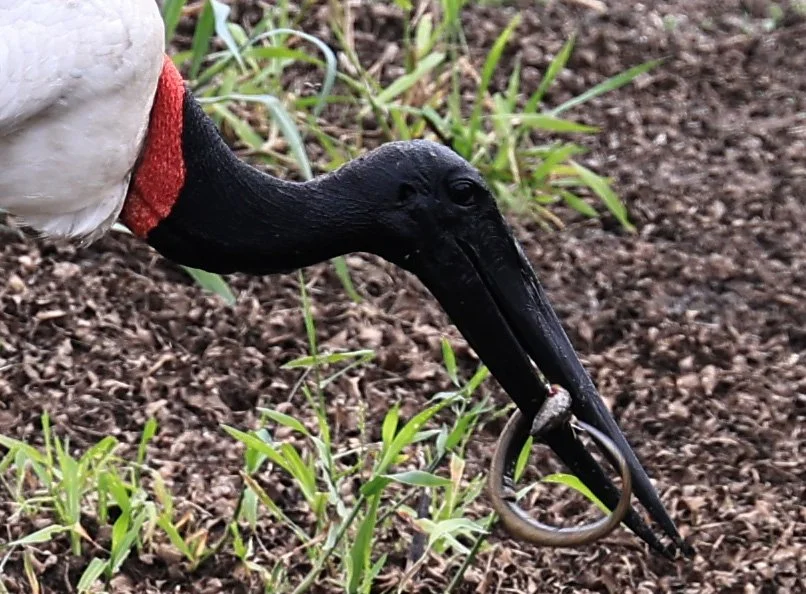 Jabiru (Jabiru mycteria) Agua Dulce Paraguay (17).jpg