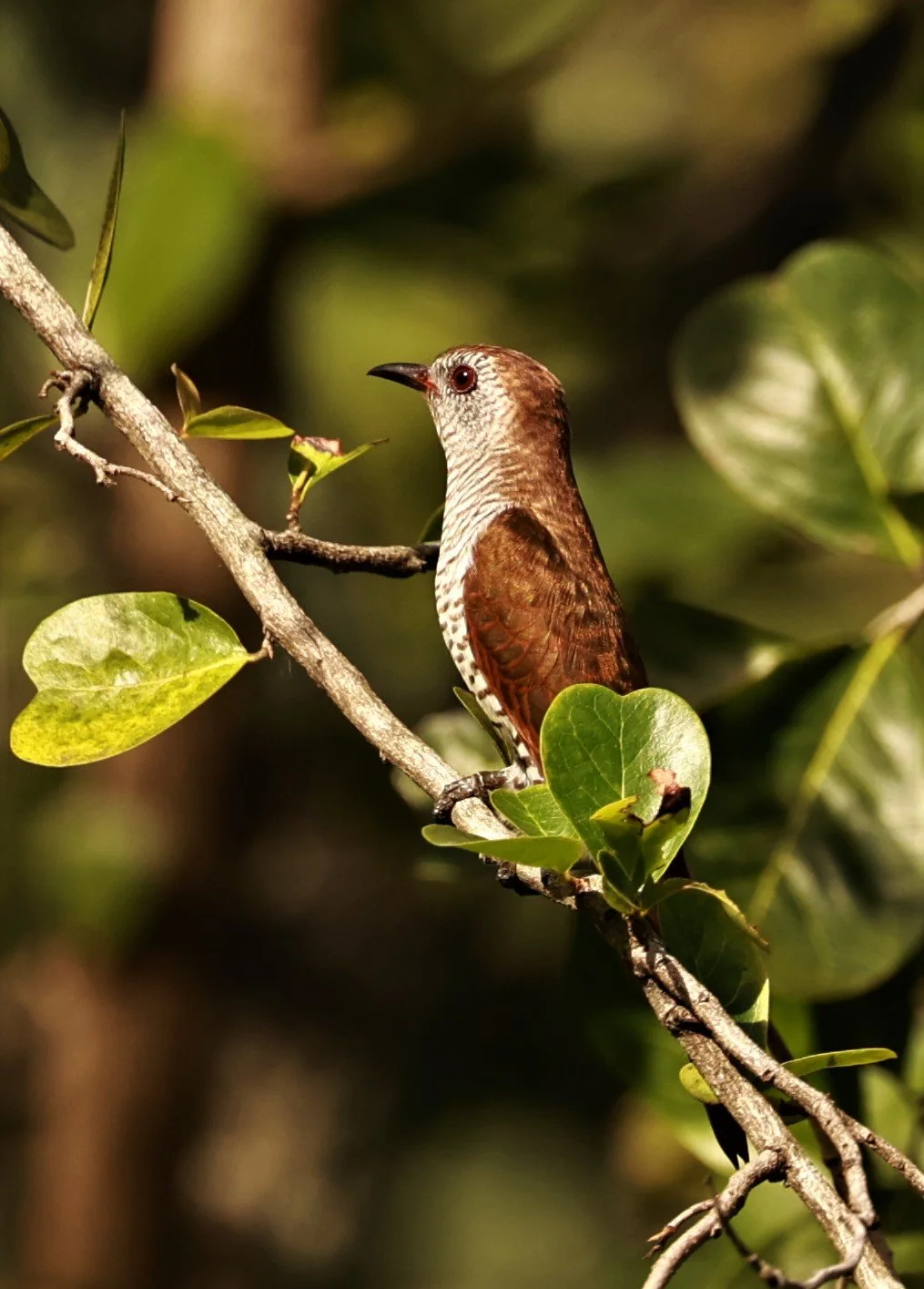Violet Cuckoo (Chrysococcyx xanthorhynchus) Rama IX Park Bangkok (37).jpg