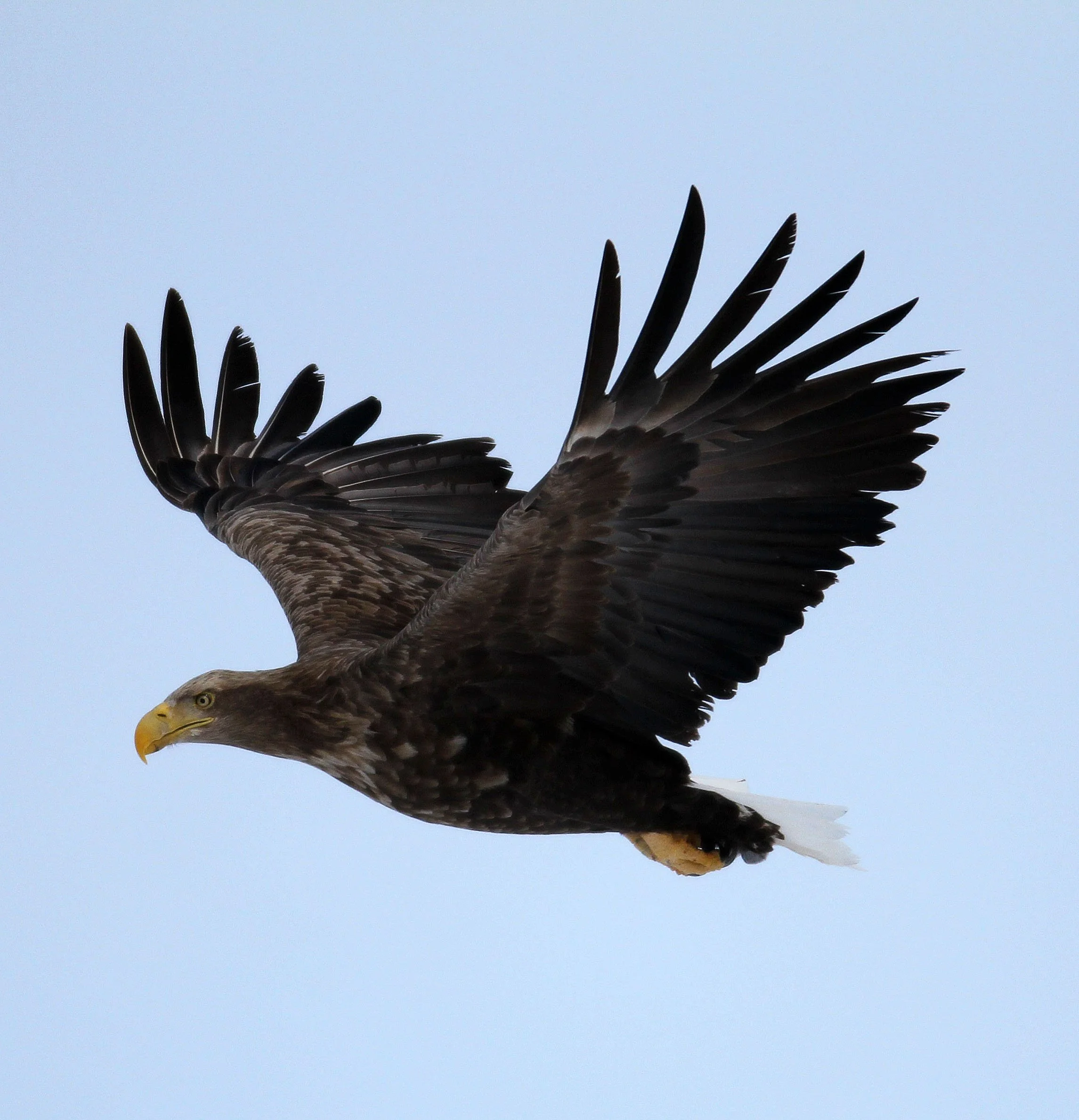 Haliaeetus albicilla - WHITE-TAILED EAGLE - AKAN INTERNATIONAL CRANE CENTER - HOKKAIDO JAPAN (8).JPG