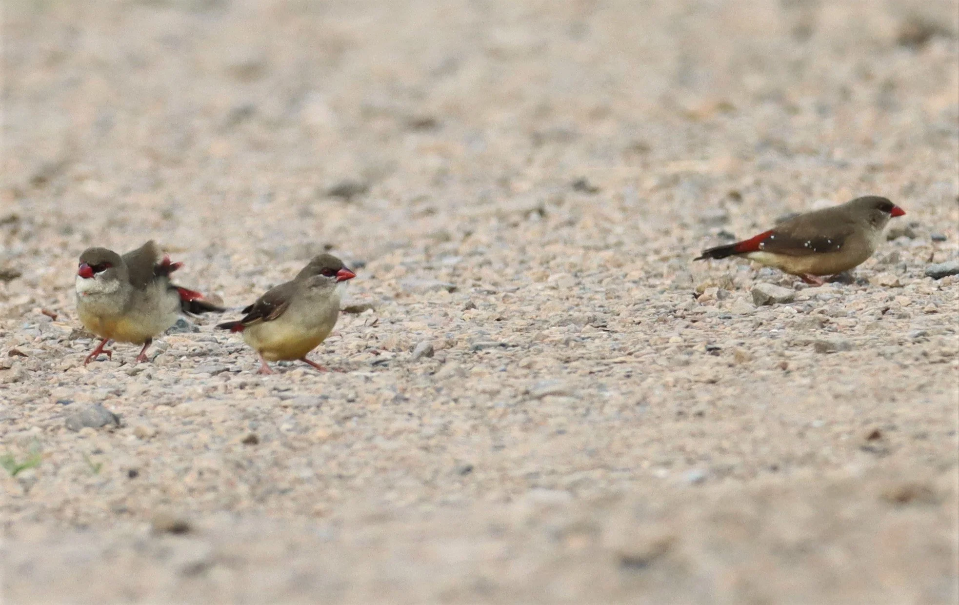RED AVADAVAT - Amandava amandava - LAT KRABANG WETLANDS THAP YAO  (22).jpg