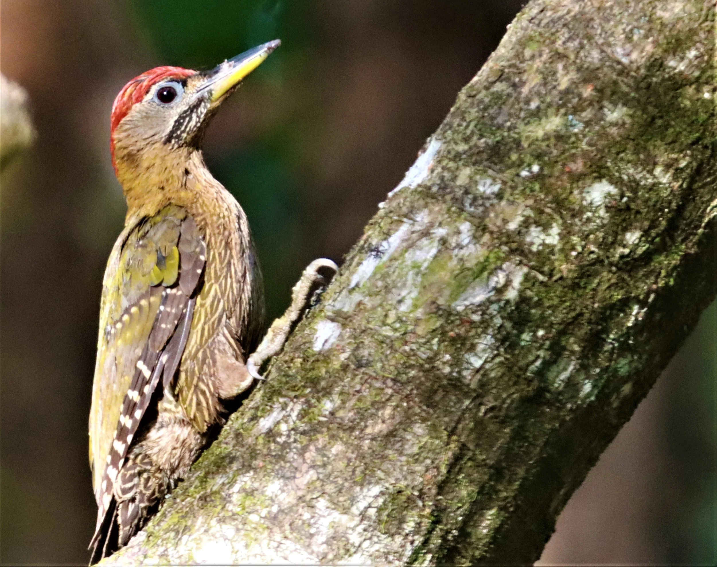 WOODPECKER - STREAK BREASTED WOODPECKER -Picus viridanus - AO PHANG NGA NATIONAL PARK AREA (47).jpg