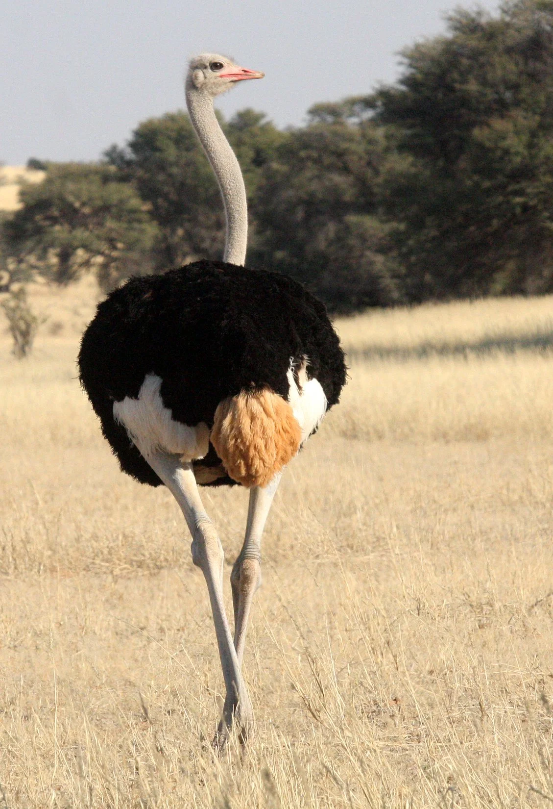 Struthio camelus australis - SOUTH AFRICAN OSTRICH - KGALAGADI NATIONAL PARK SOUTH AFRICA (2).JPG