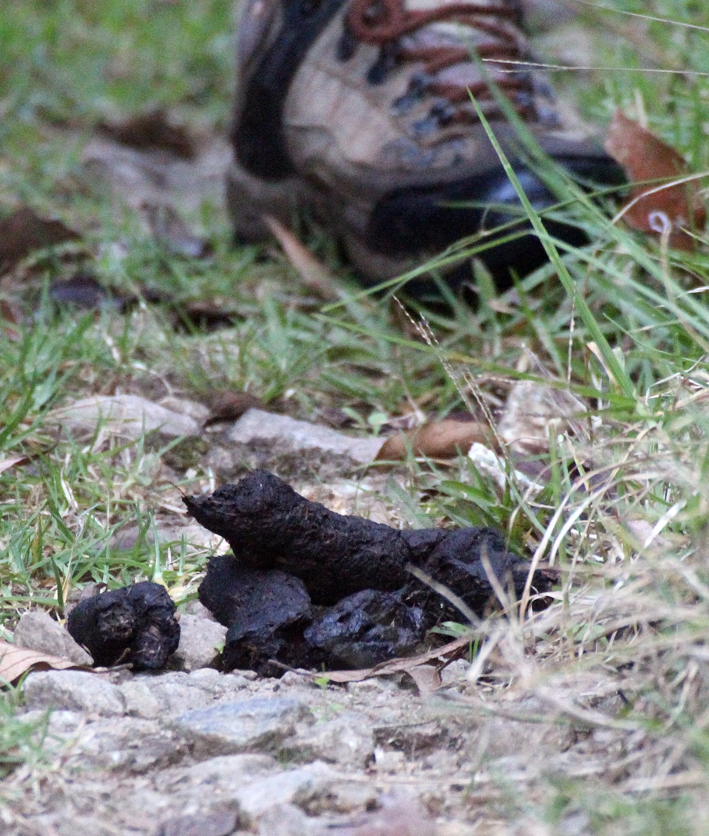 FELID - LEOPARD - PAMPADUM SHOLA NATIONAL PARK, KERALA INDIA.JPG