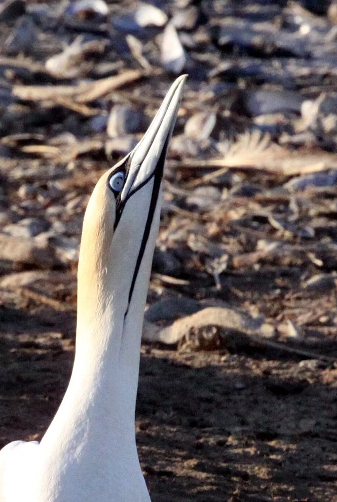 Cape gannet (Morus capensis) Lambert's Bay South Africa (43).JPG