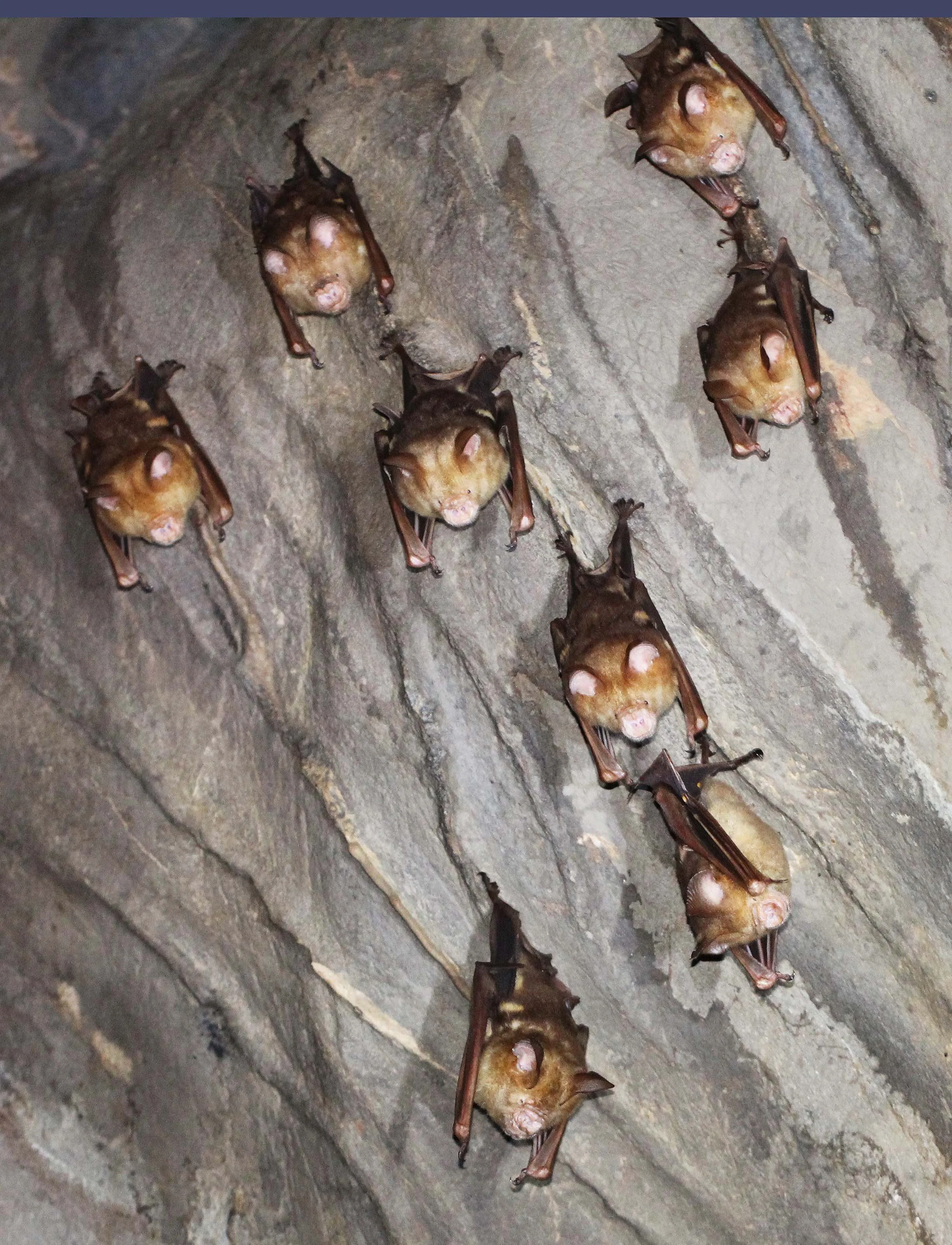 ROUNDLEAF BAT - DIADEM ROUNDLEAF BAT - Hipposideros diadema - NAMTHALU - KHAO SOK NATIONAL PARK - SURATTHANI (9).JPG