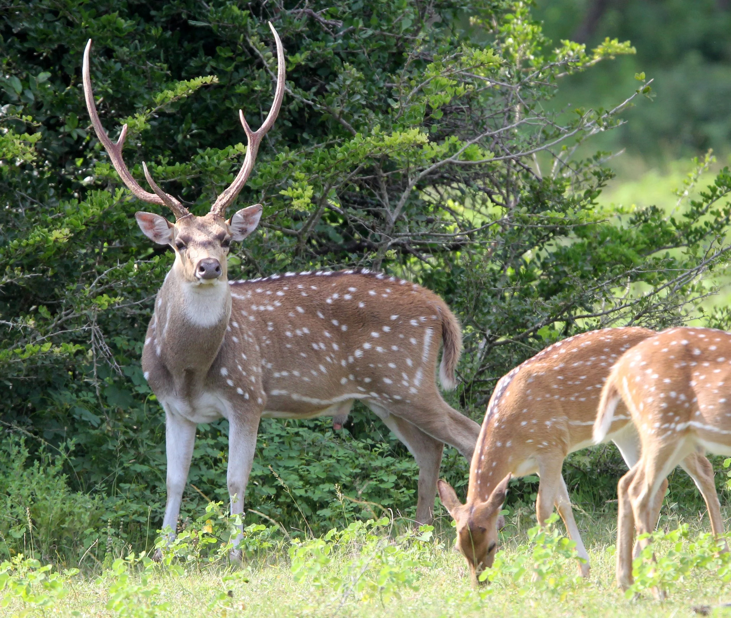 Axis axis ceylonensis - SRI LANKA SPOTTED DEER - YALA NATIONAL PARK SRI LANKA (14).JPG