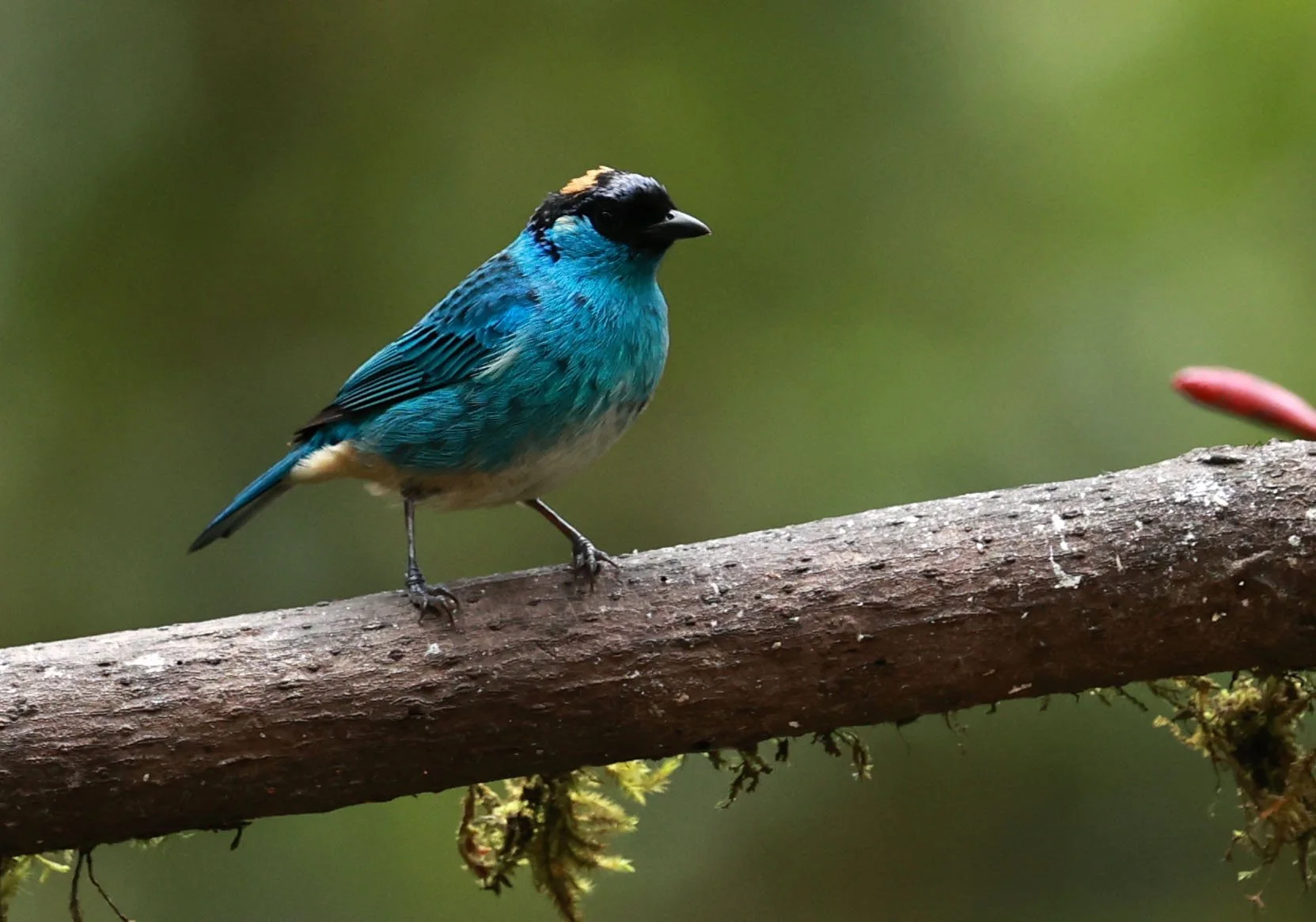 Tanager - Golden-naped Tanager - Chalcothraupis ruficervix - Bellavista Cloud Forest Lodge, Ecuador (22).jpg