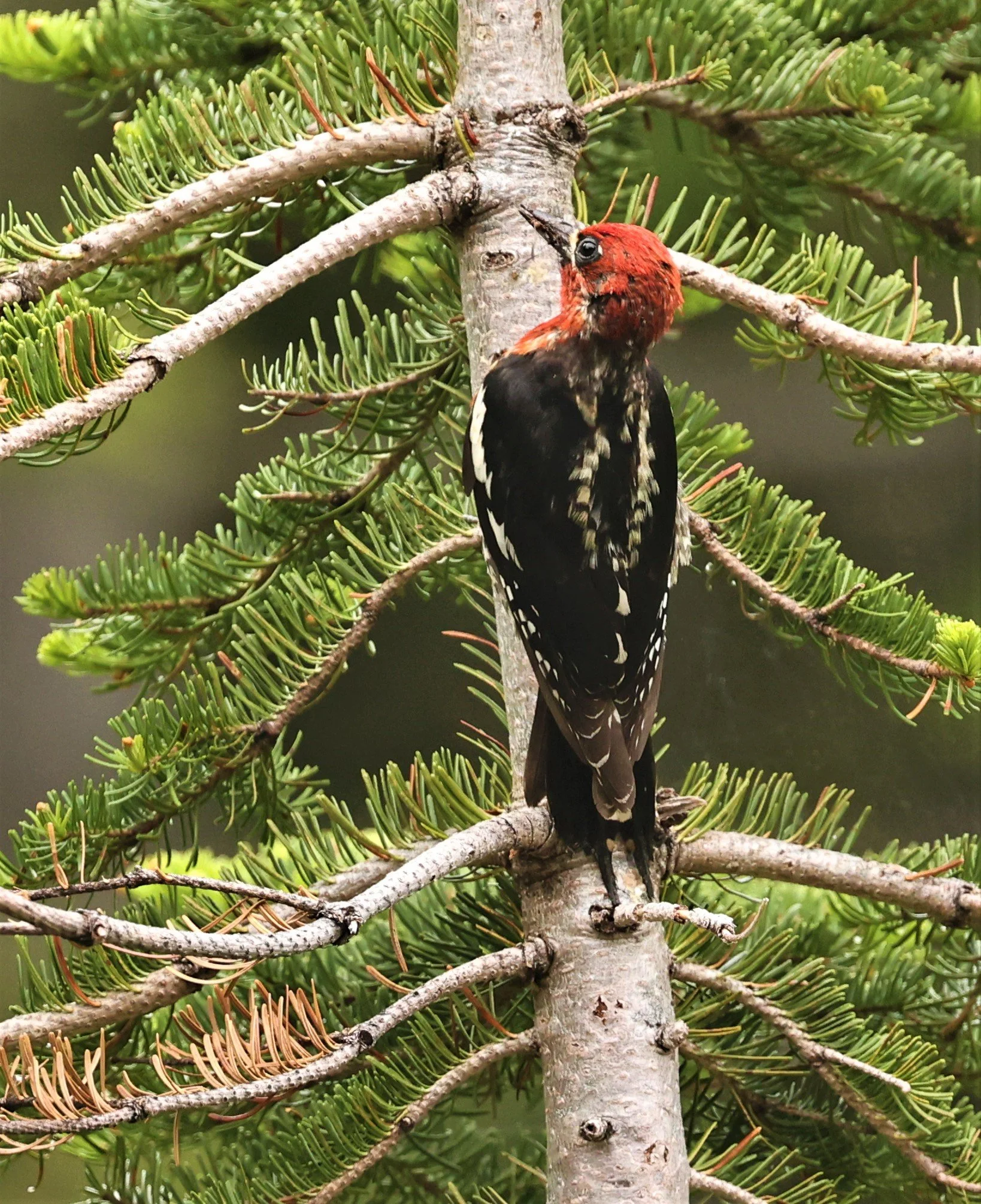 Sphyrapicus ruber - RED-BREASTED SAPSUCKER - MOUNT RAINIER NATIONAL PARK WASHINGTON (14).jpg