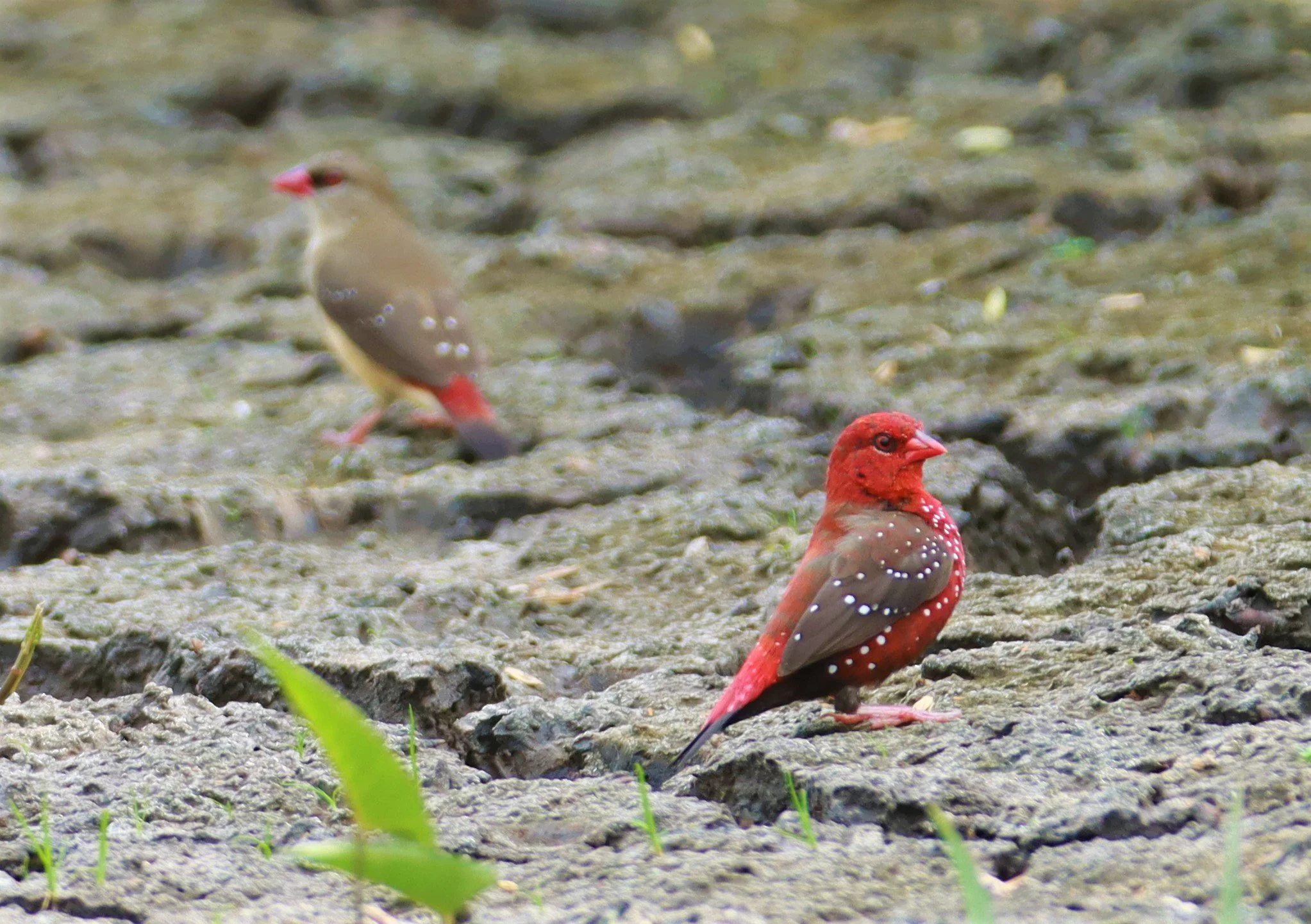 RED AVADAVAT - Amandava amandava - LAT KRABANG THAP YAO RICEFIELDS August 25, 2021 (16).jpg
