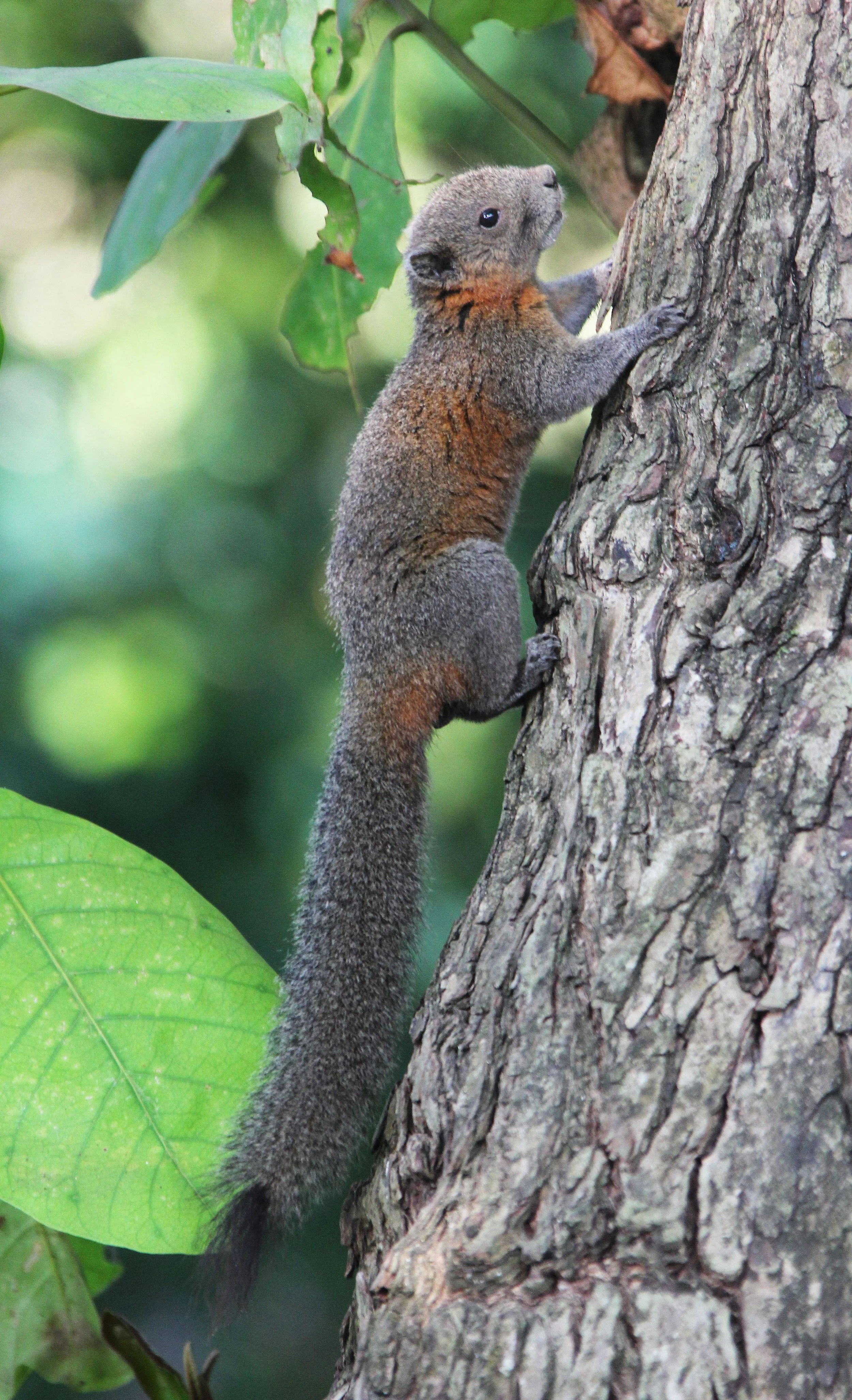 Callosciurus caniceps - ISLAND GREY-BELLIED SQUIRREL -SIMILAN ISLANDS FEB 8-13, 2015 THAILAND (313).JPG