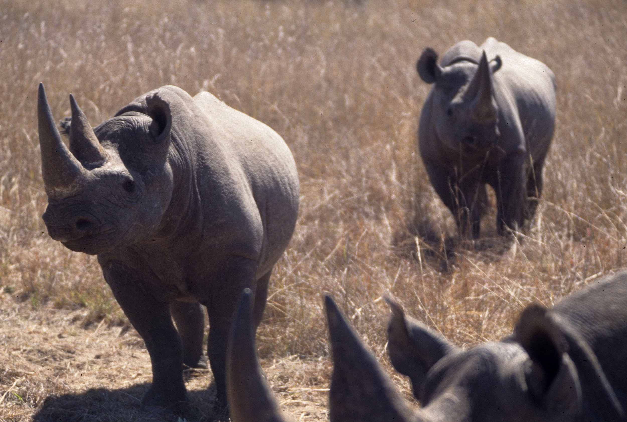 RHINO- BLACK - ZIMBABWE 20.jpg
