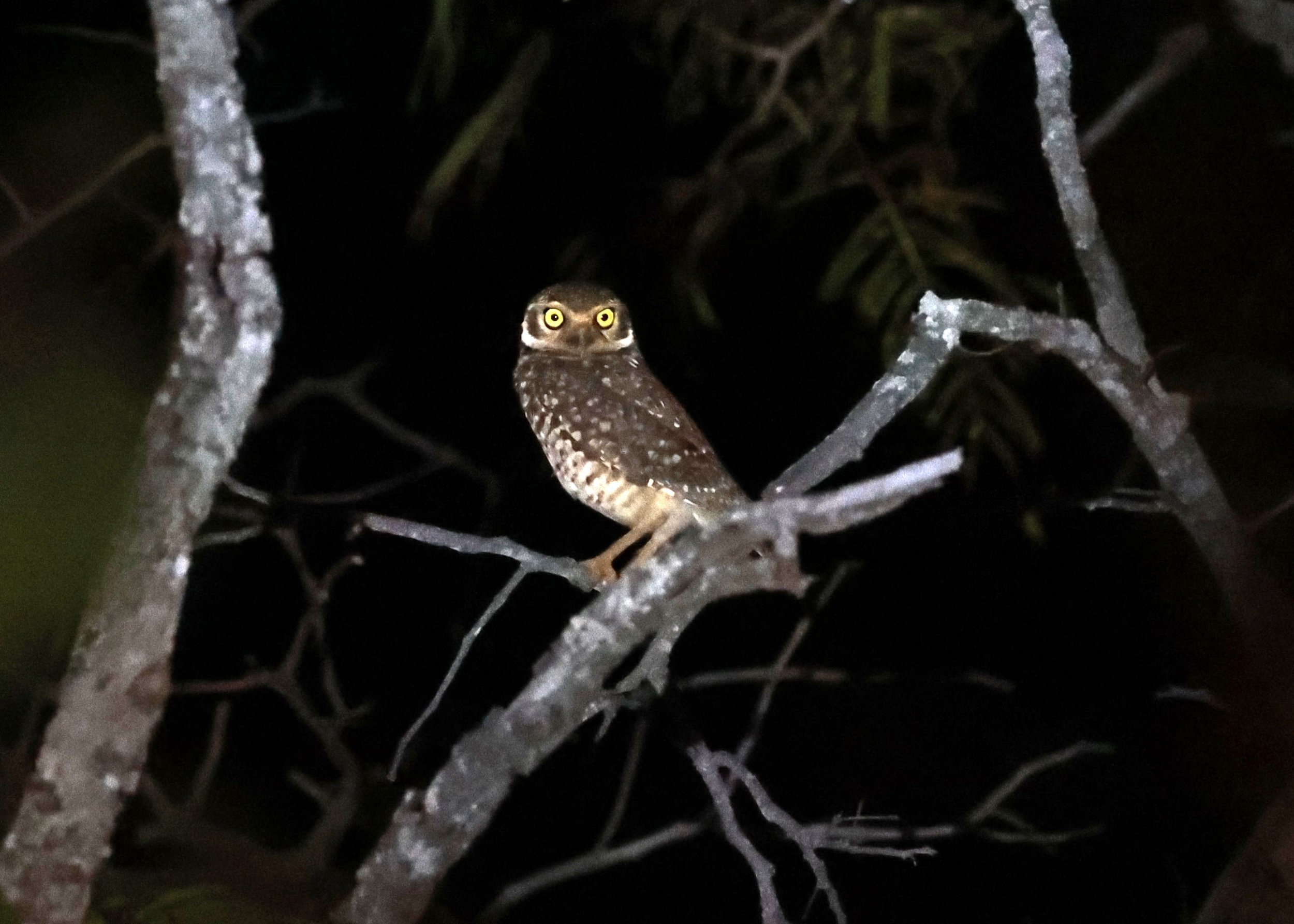 Owl - Burrowing Owl - Athene cunicularia - Emas National Park, Goias State, Brazil (3).jpg