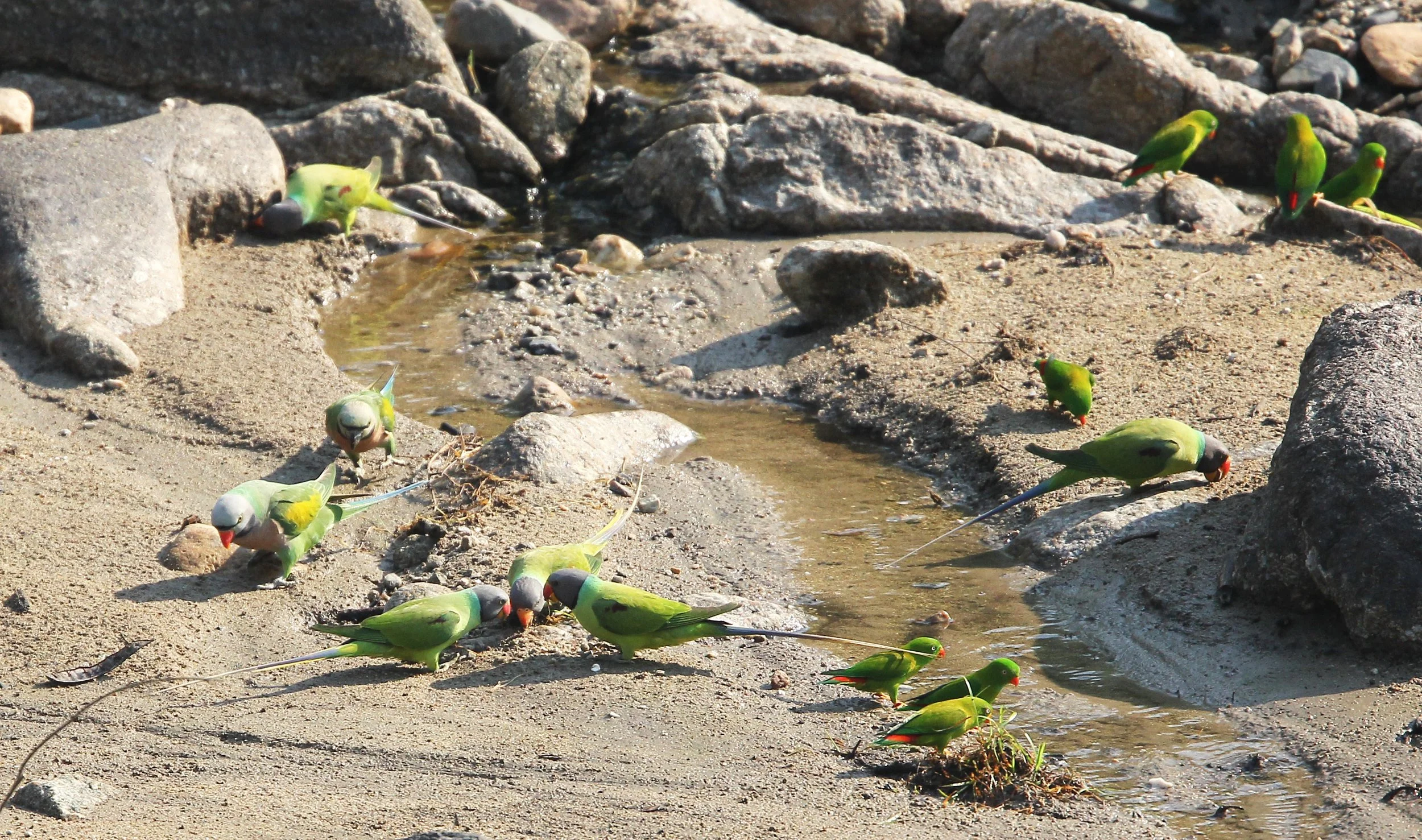 BIRD - PARAKEET - RED BREASTED, GREY-HEADED PARAKEETS & VERNAL HANGING PARROT -  HUAI KHA KHAENG (19).JPG